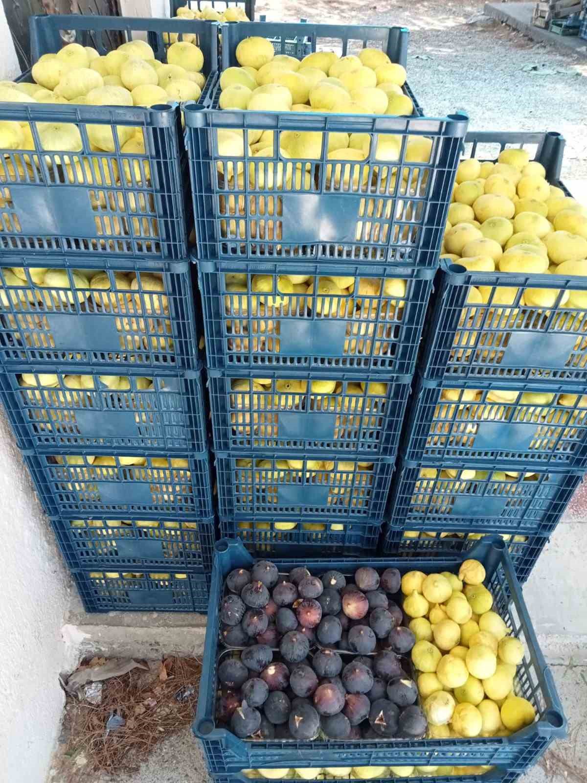 Mut’ta beyaz incir hasadı başladı 