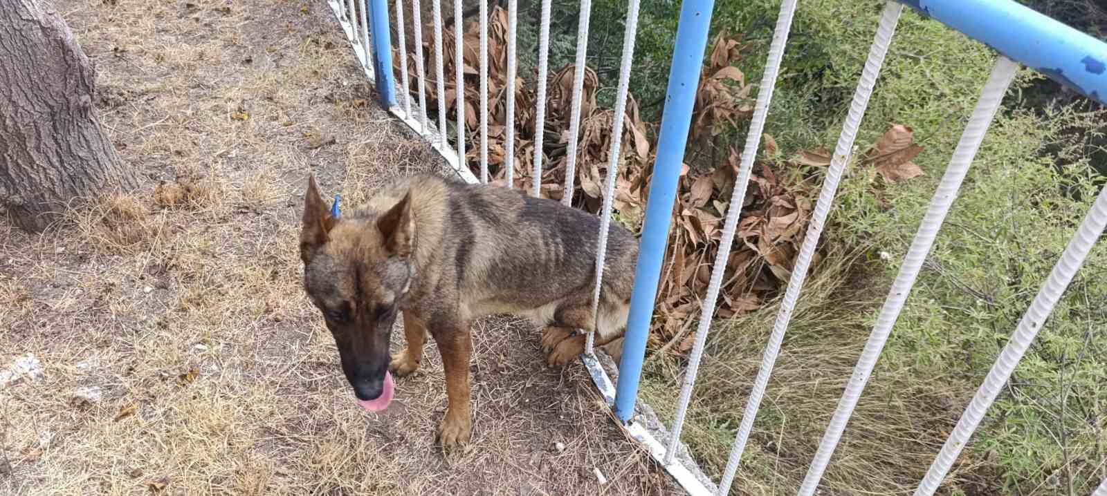 Demir korkuluklara sıkışan köpeği itfaiye kurtardı 