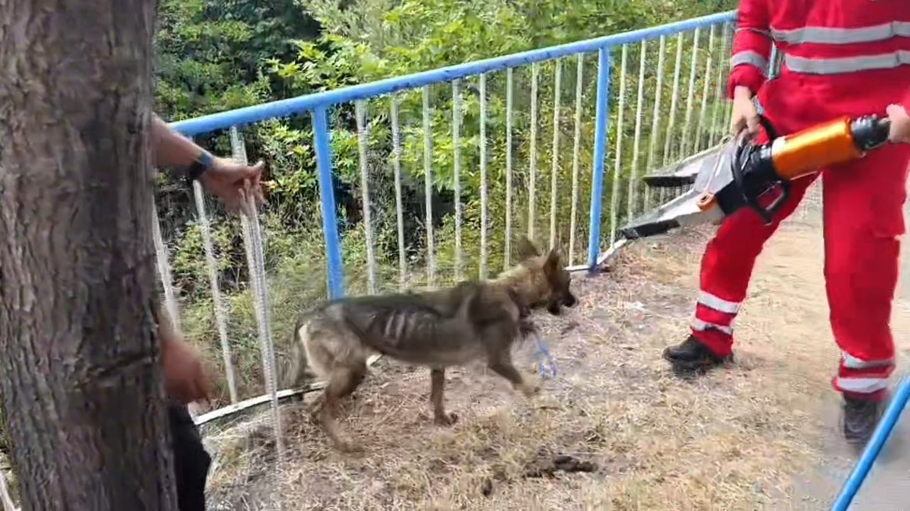 Demir korkuluklara sıkışan köpeği itfaiye kurtardı 