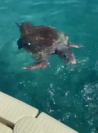 Uzman isim Caretta caretta ısırma vakalarının sebebini açıkladı 