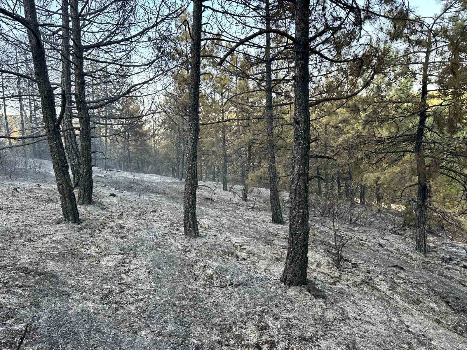 Uşak’taki orman yangını kontrol altında 