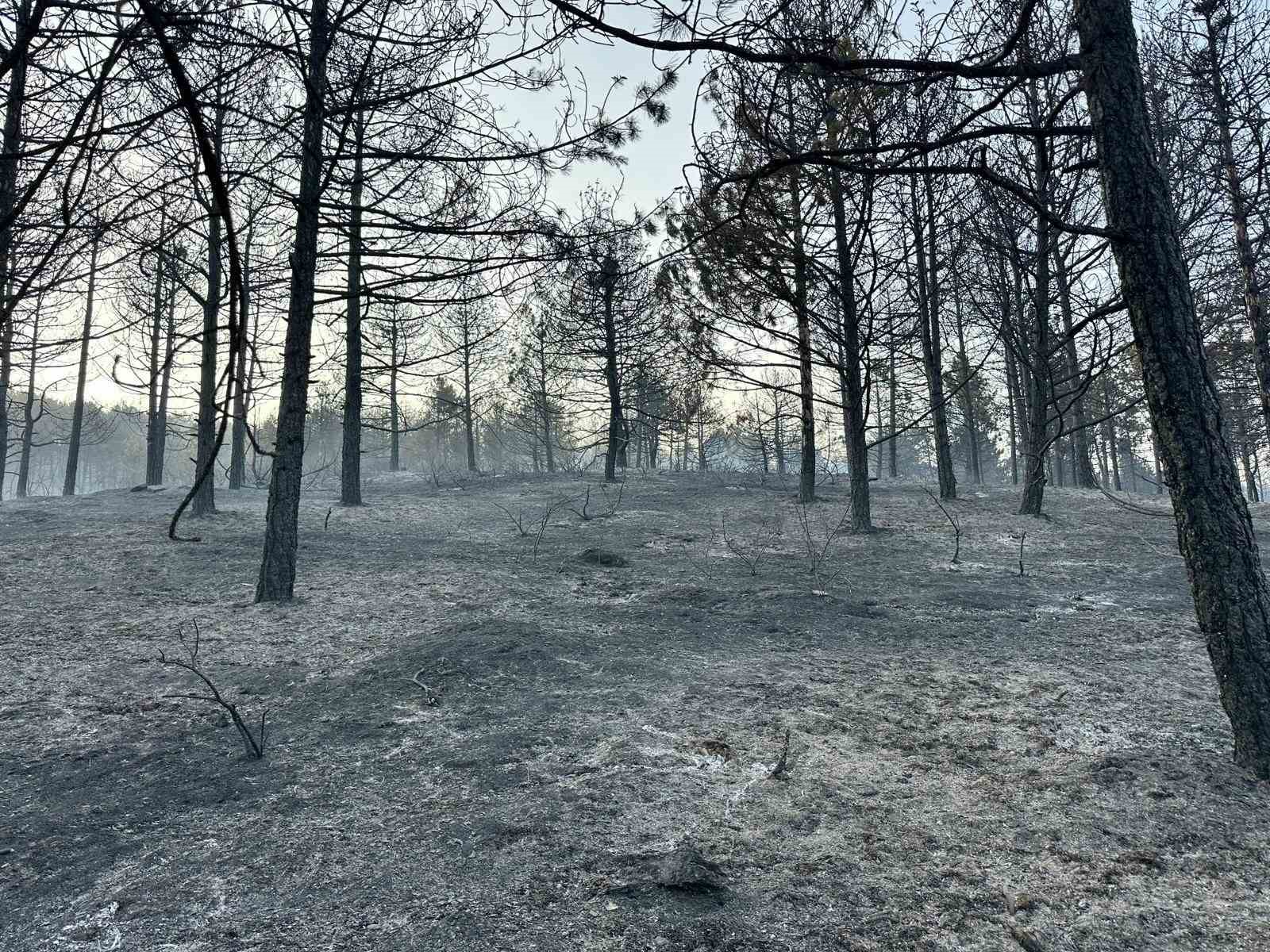 Uşak’taki orman yangını kontrol altında 