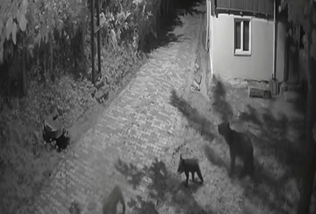 Sinop’ta anne ayı ve yavrularının dut yeme anları kamerada