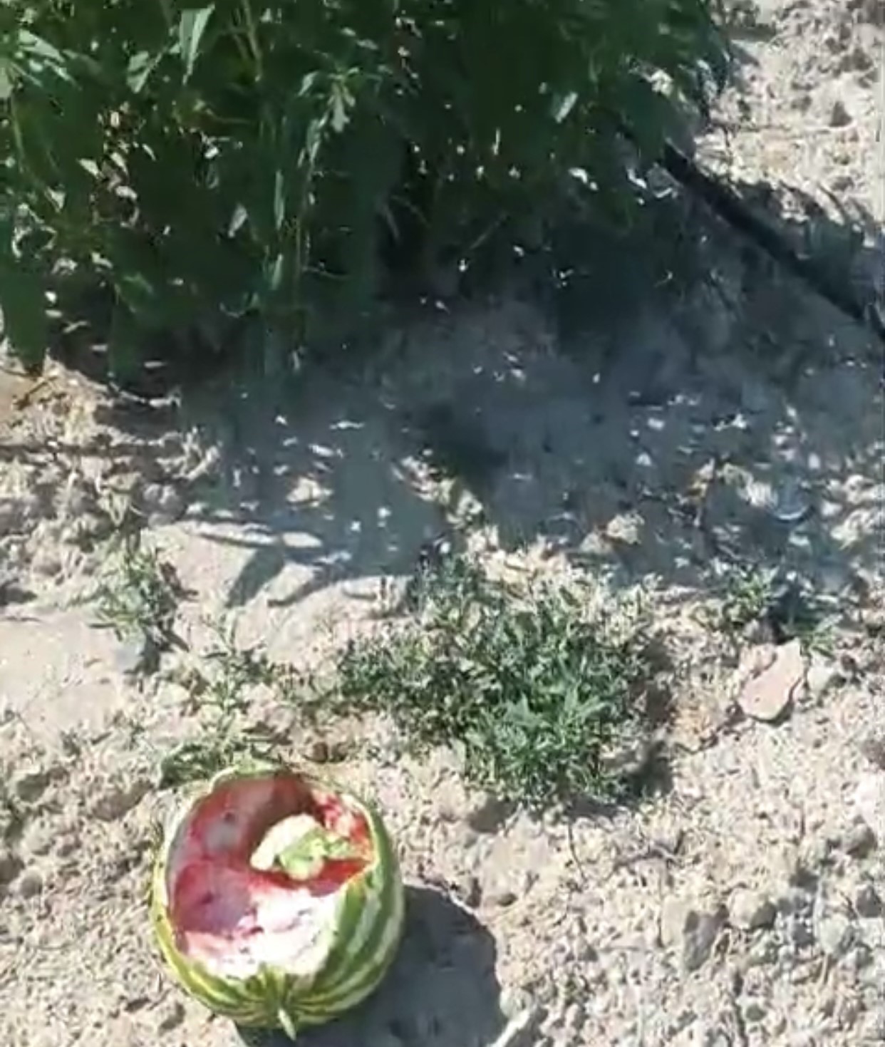Elazığ’da yaban domuzları karpuz tarlalarına dadandı 