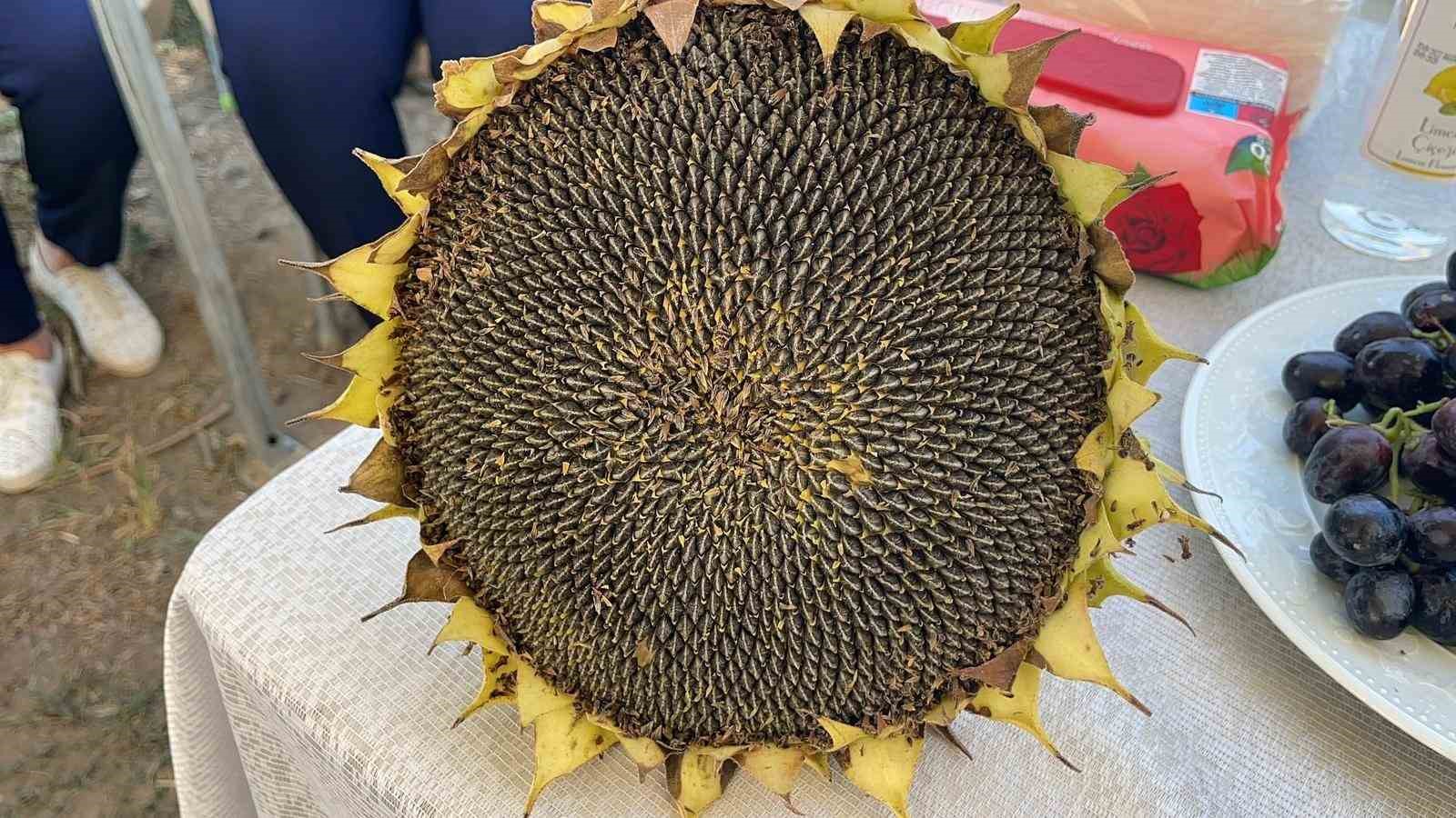 Osmaniye’de Ayçiçek hasadı başladı 