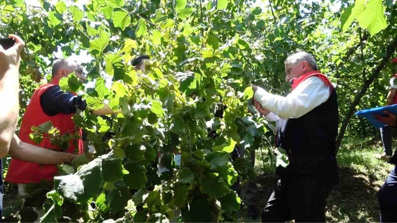 Zirai don, fındık üretiminde Samsun’u Türkiye 1’incisi yapacak 