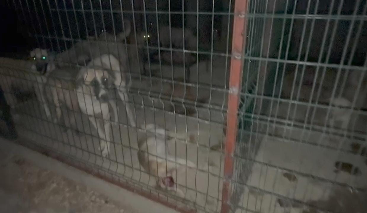 Hayvan barınağında tepki çeken görüntü 