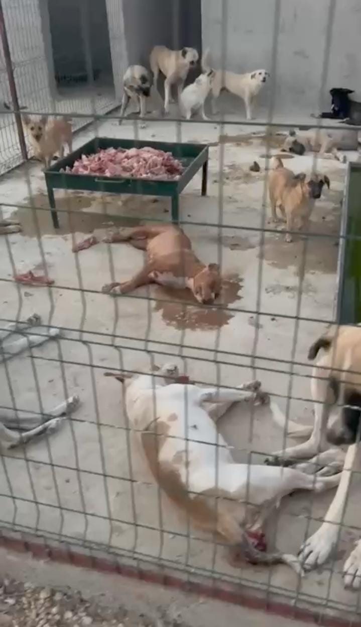 Hayvan barınağında tepki çeken görüntü 
