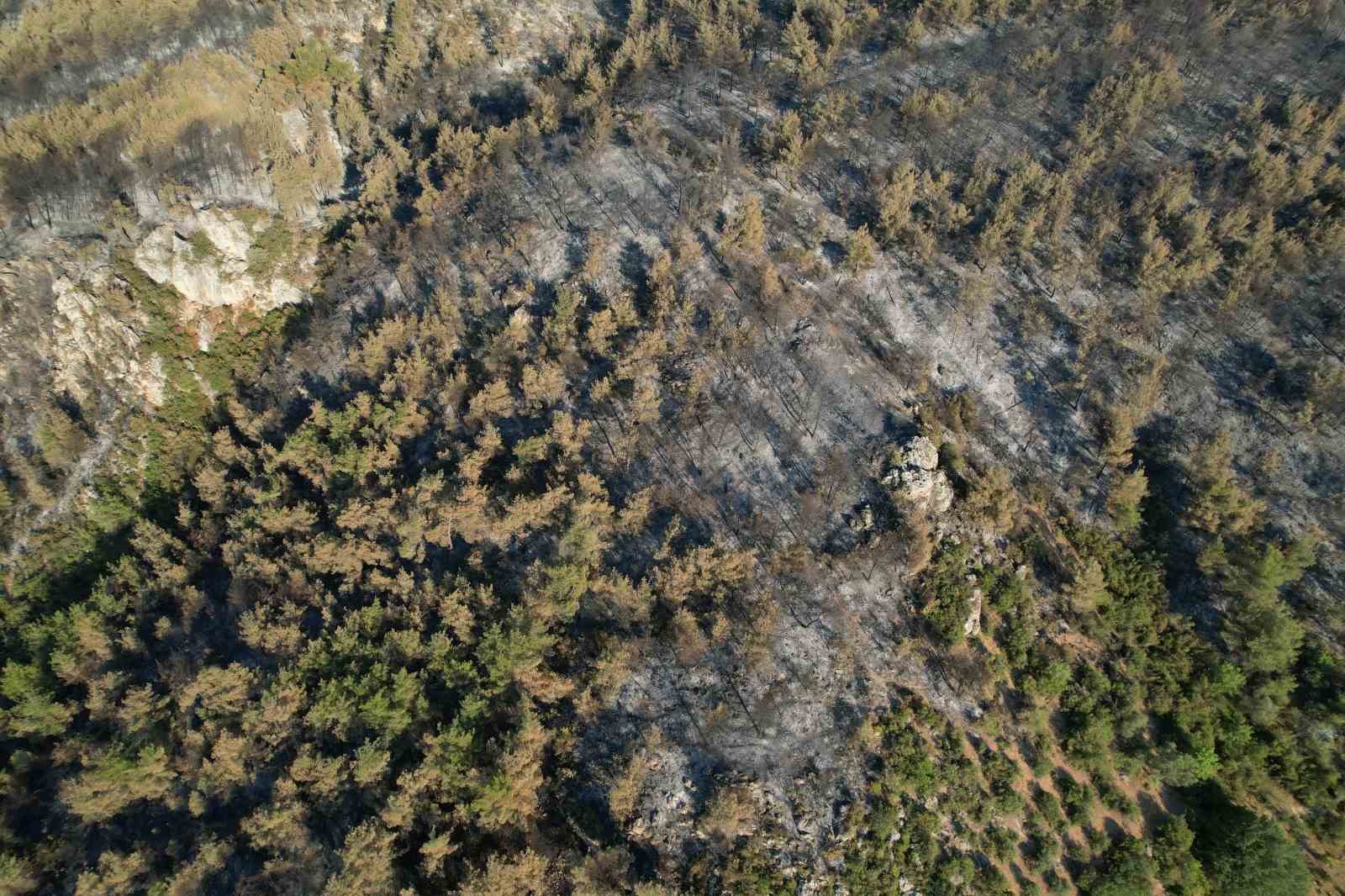 Sakarya’da dumanlar dağıldı, yangının hasarı ortaya çıktı 