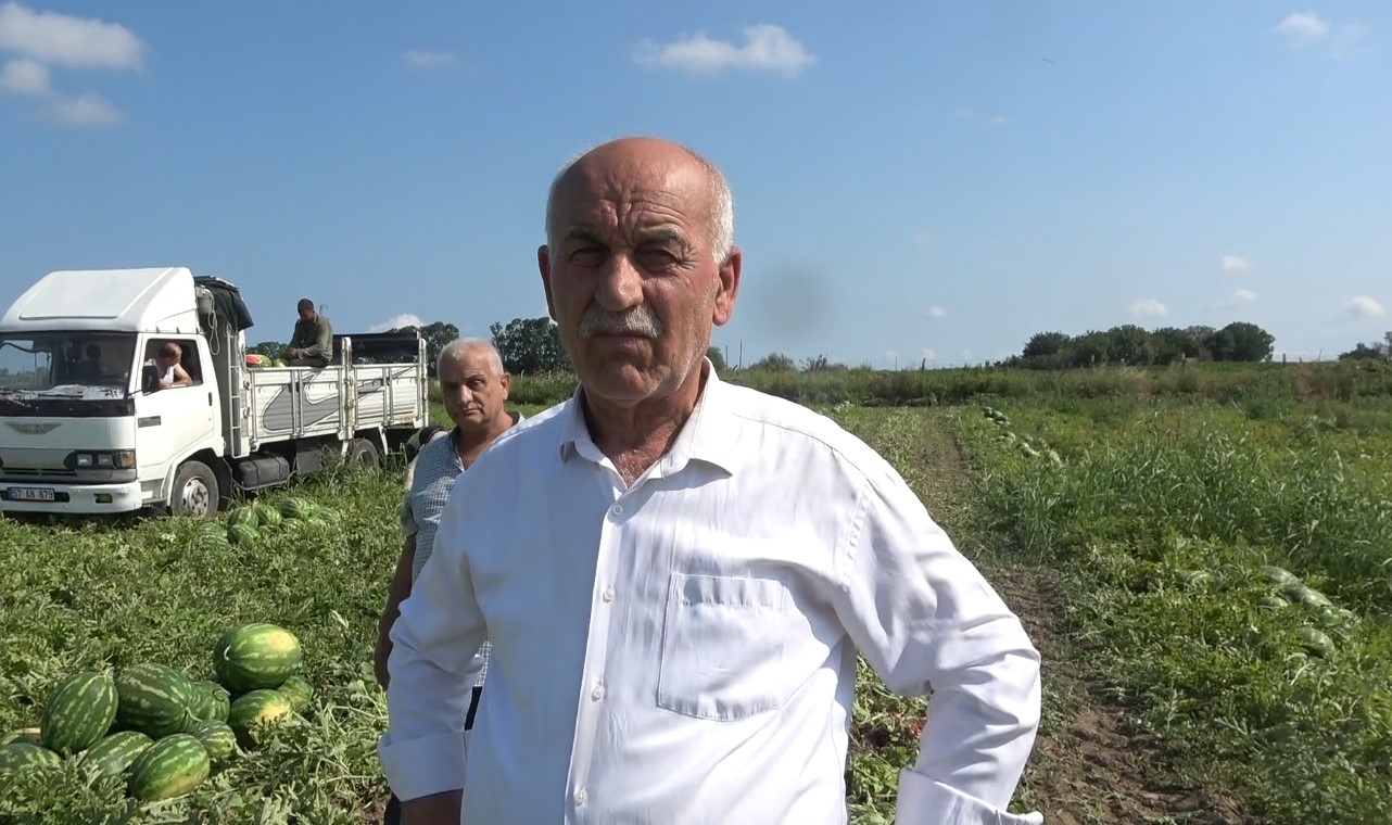 Bafra Ovası’nda karpuz hasadı başladı 