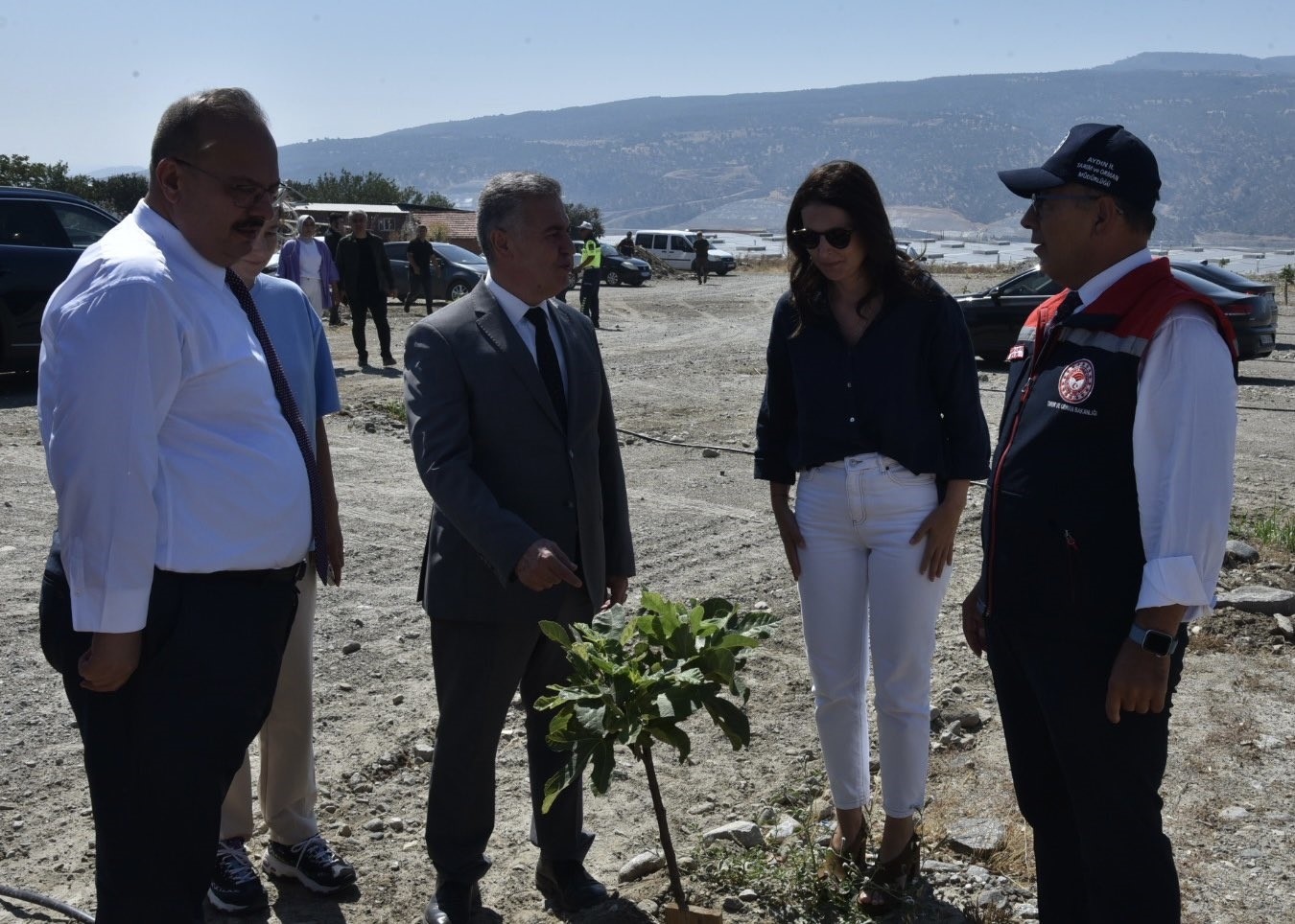Vali Canbolat incir hasadına katıldı 