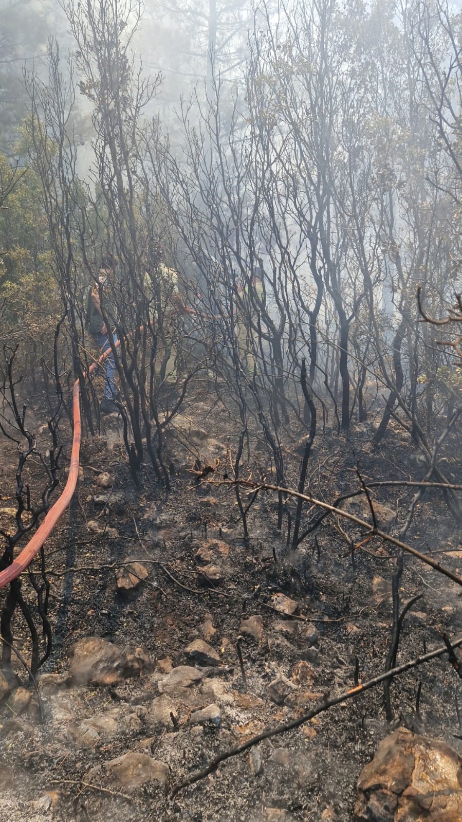 Antalya’daki orman yangınında 2,8 hektarlık alan zarar gördü 