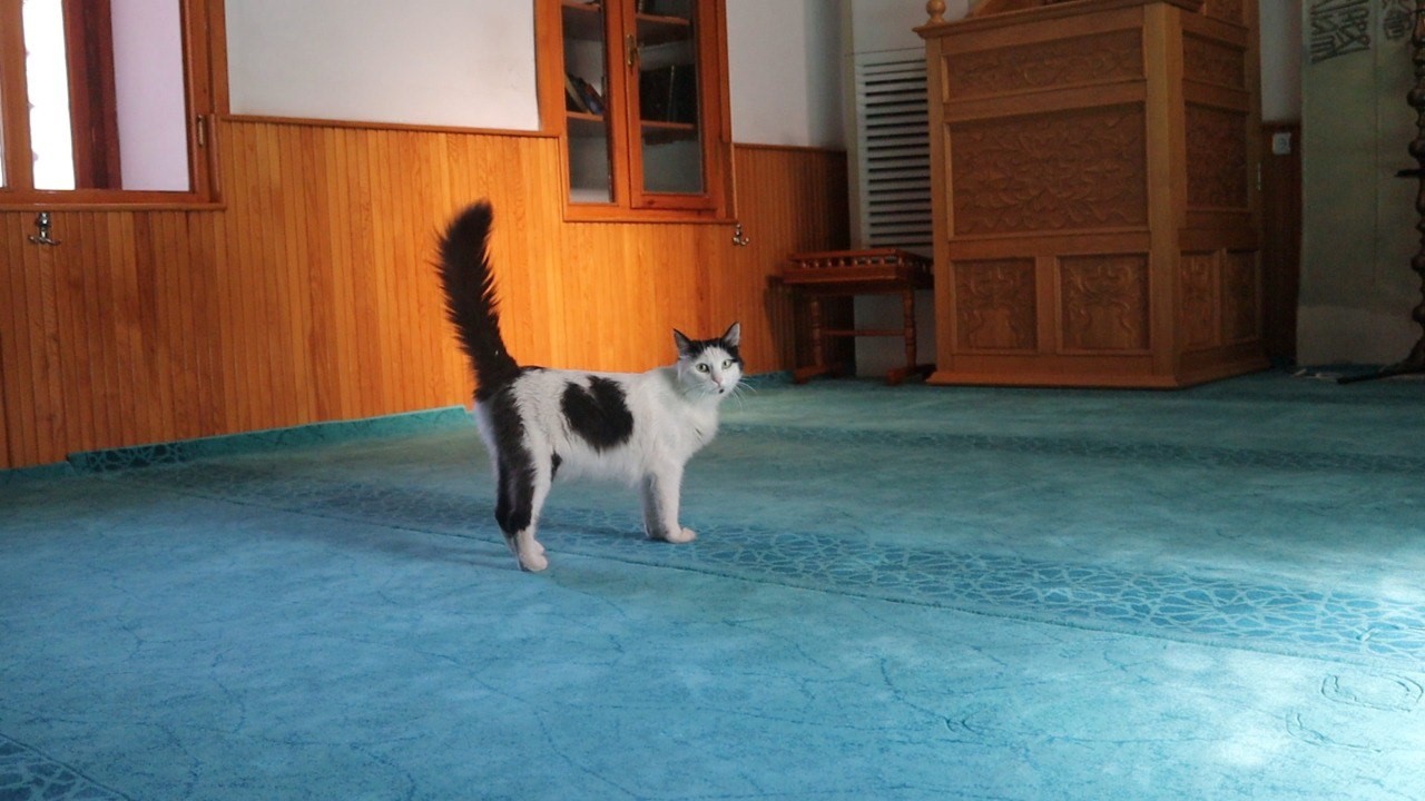 Kedi yavruları ile camiye sığındı 