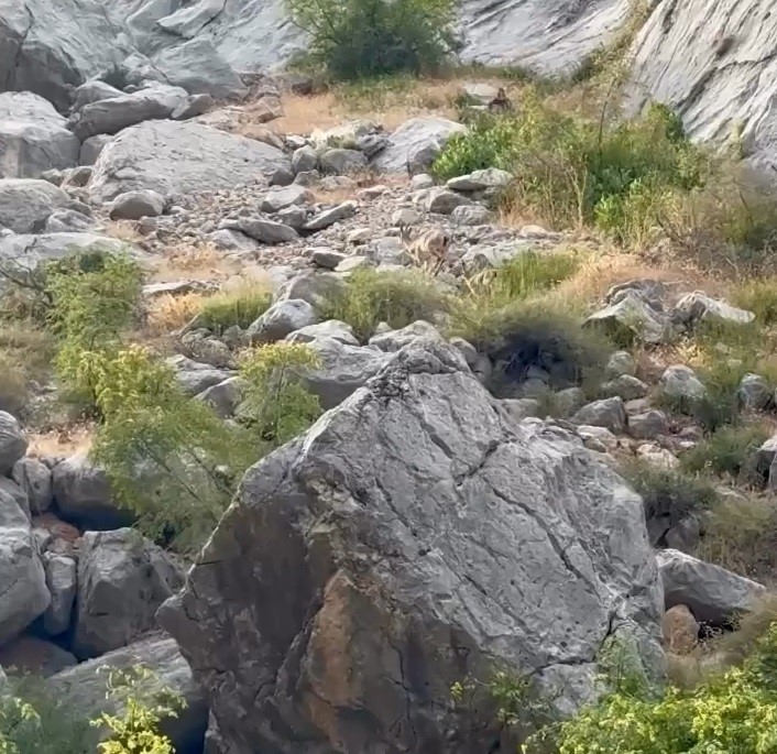 Erzincan Karanlık Kanyon’da anne ve yavru dağ keçisi görüldü