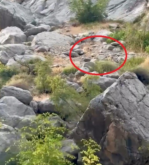 Erzincan Karanlık Kanyon’da anne ve yavru dağ keçisi görüldü 