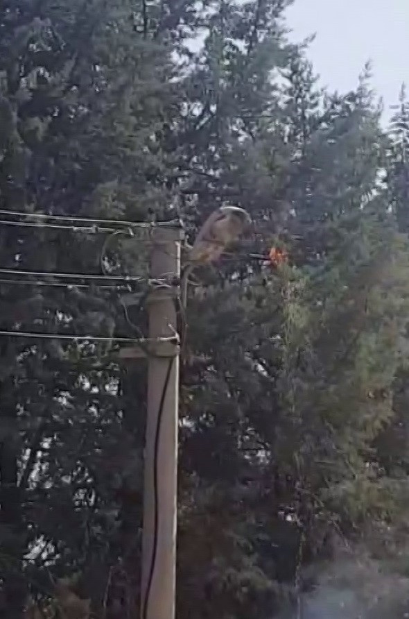 Elektrik hattı sıcağa dayanamadı 