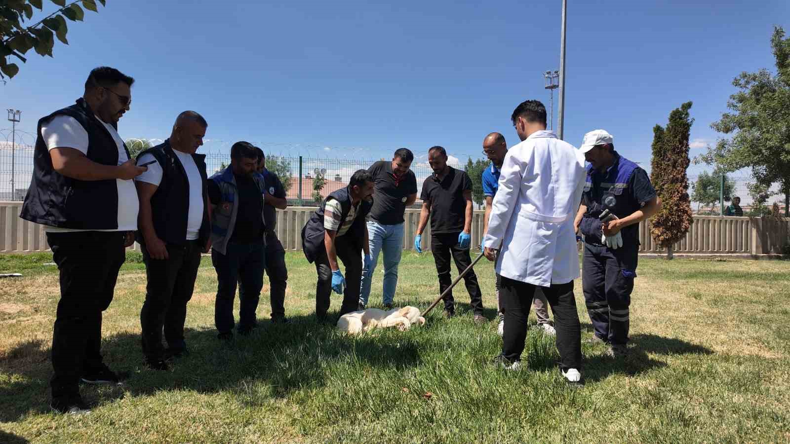 İlçe belediyelerine sokak hayvanlarını toplama eğitimi ve mama desteği 