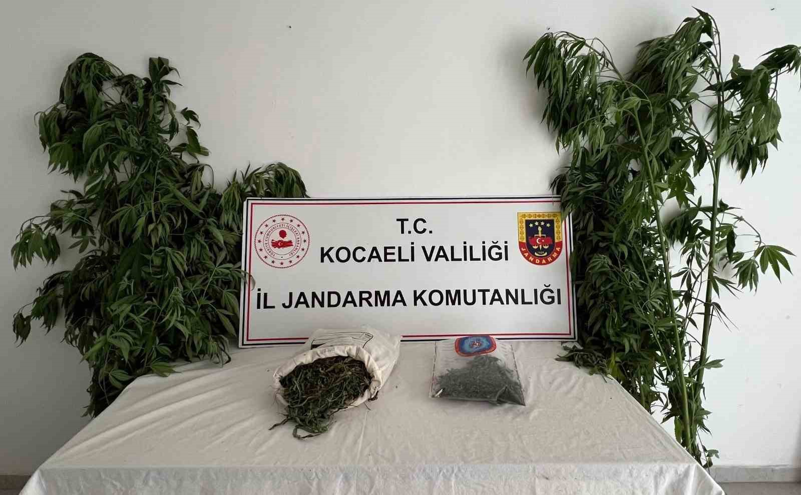 556 kök kenevir ve 5 kilo skunk ele geçirildi: 2 şüpheli tutuklandı 