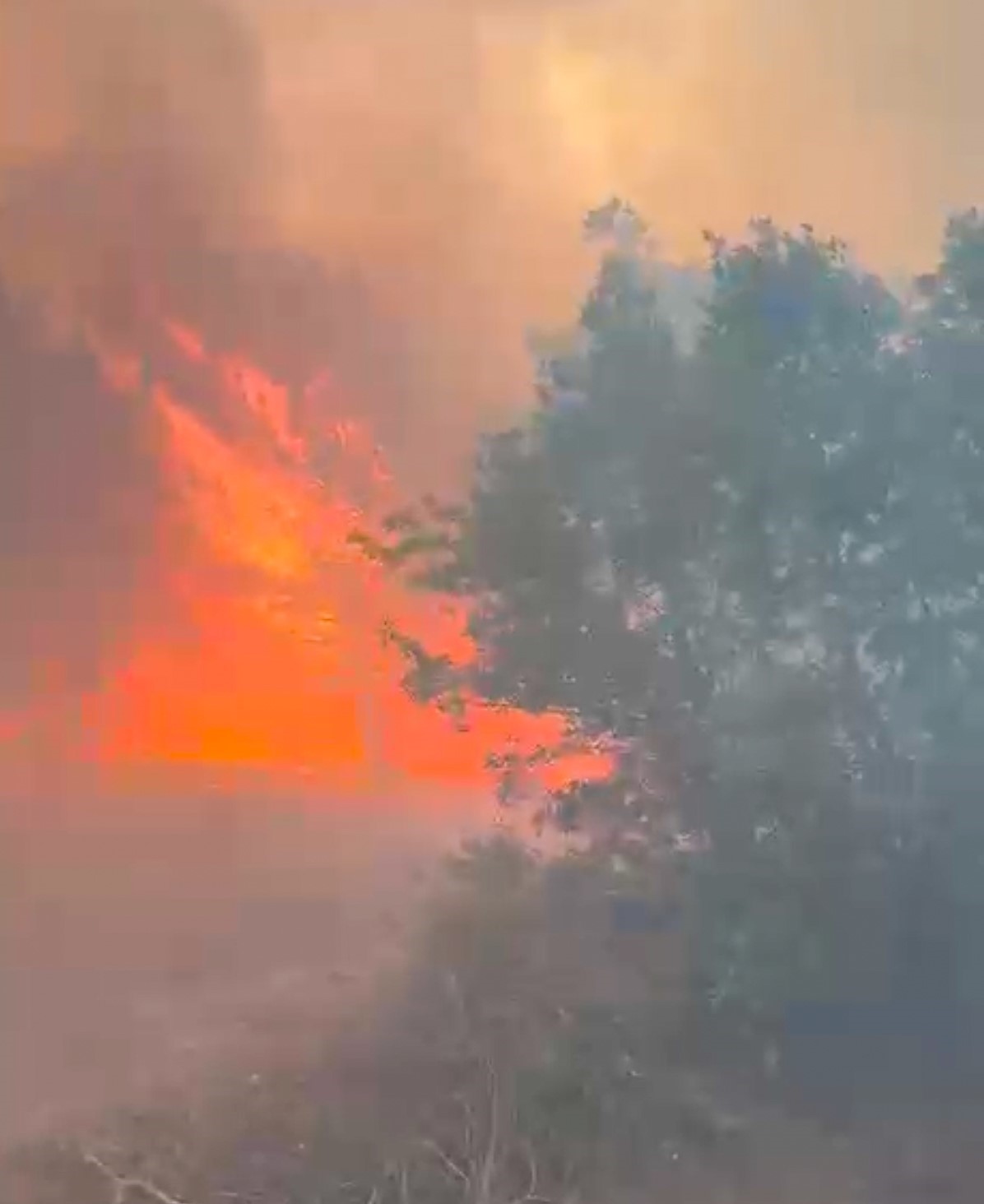 Manisa’da orman yangını