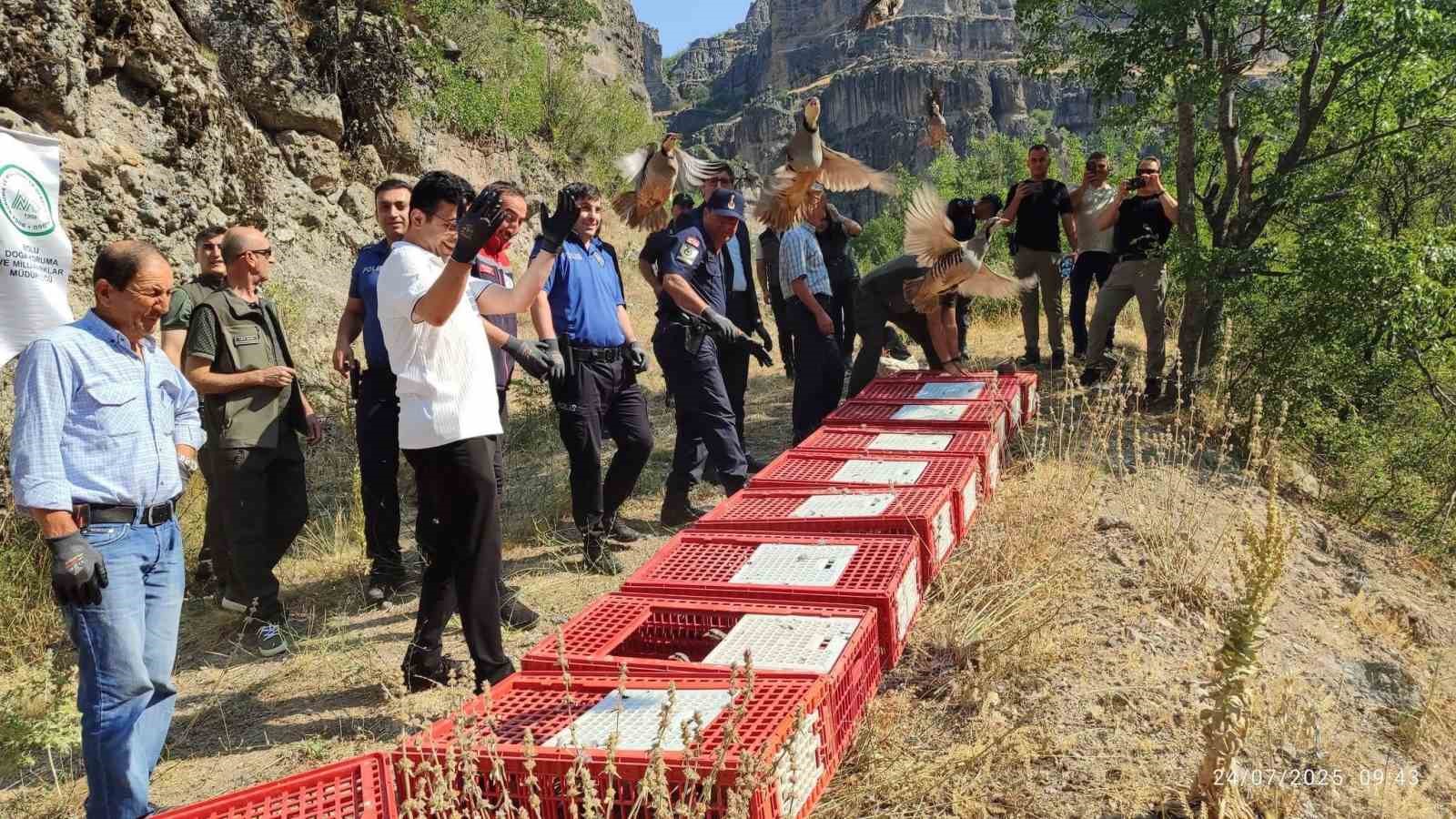 Bolu’da doğaya 600 kınalı keklik bırakıldı 