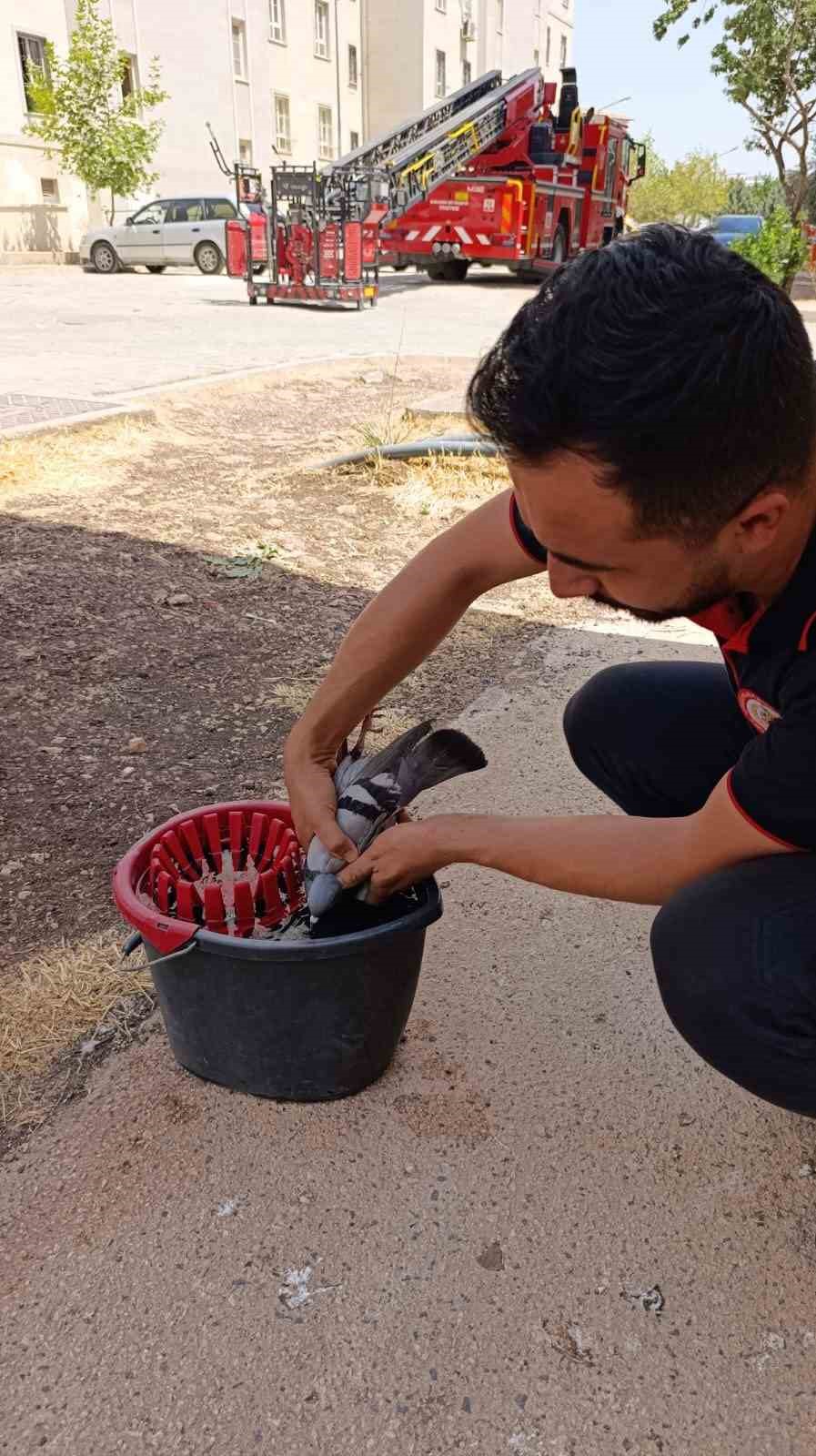 Şanlıurfa’da itfaiyeden güvercin kurtarma operasyonu 
