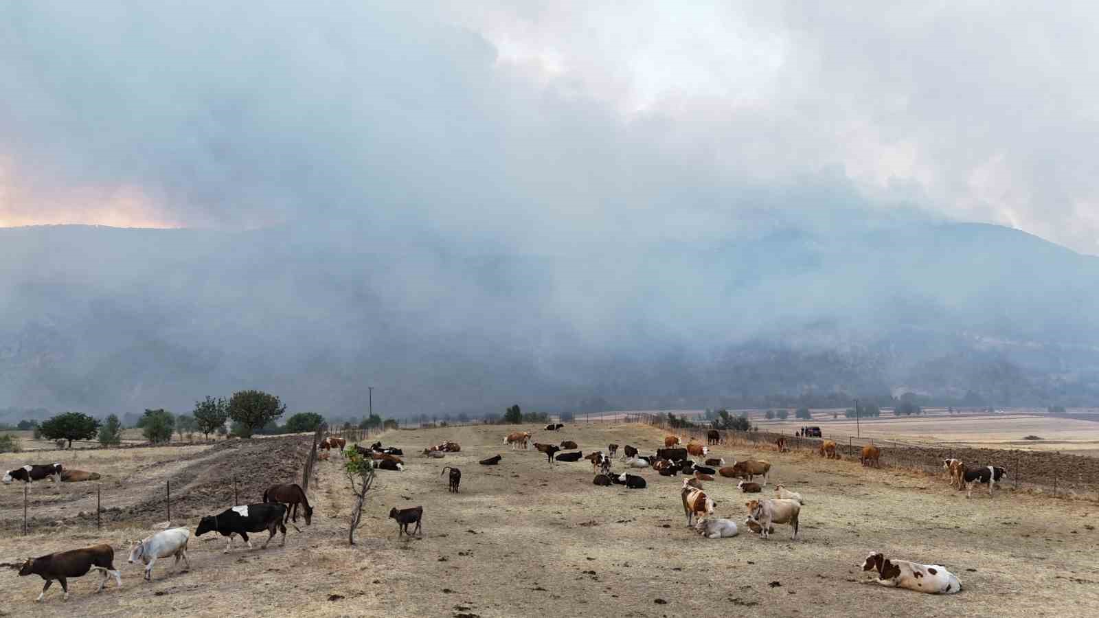 Orman yangını köye yaklaştı, hayvanlar güvenli alanda bekletiliyor 