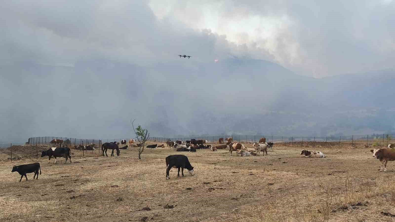 Orman yangını köye yaklaştı, hayvanlar güvenli alanda bekletiliyor 