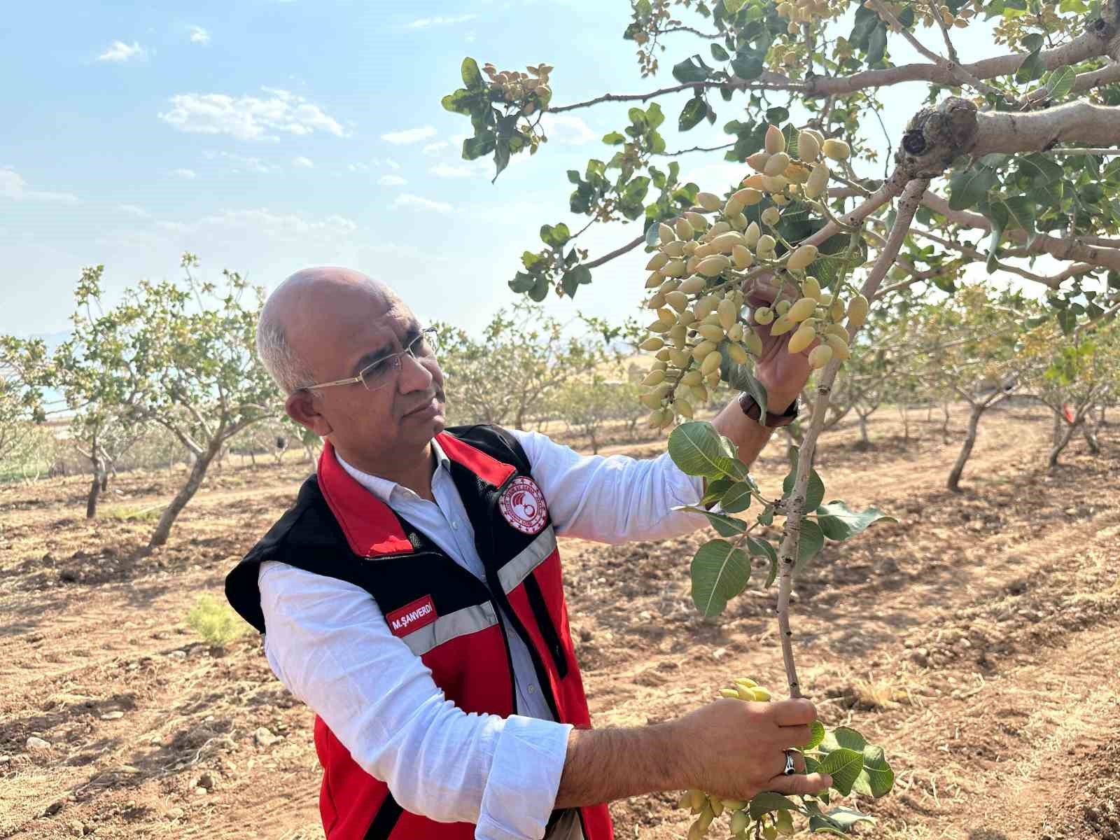 Siirt’te fıstık bahçelerinde aşırı sıcaklık alarmı 