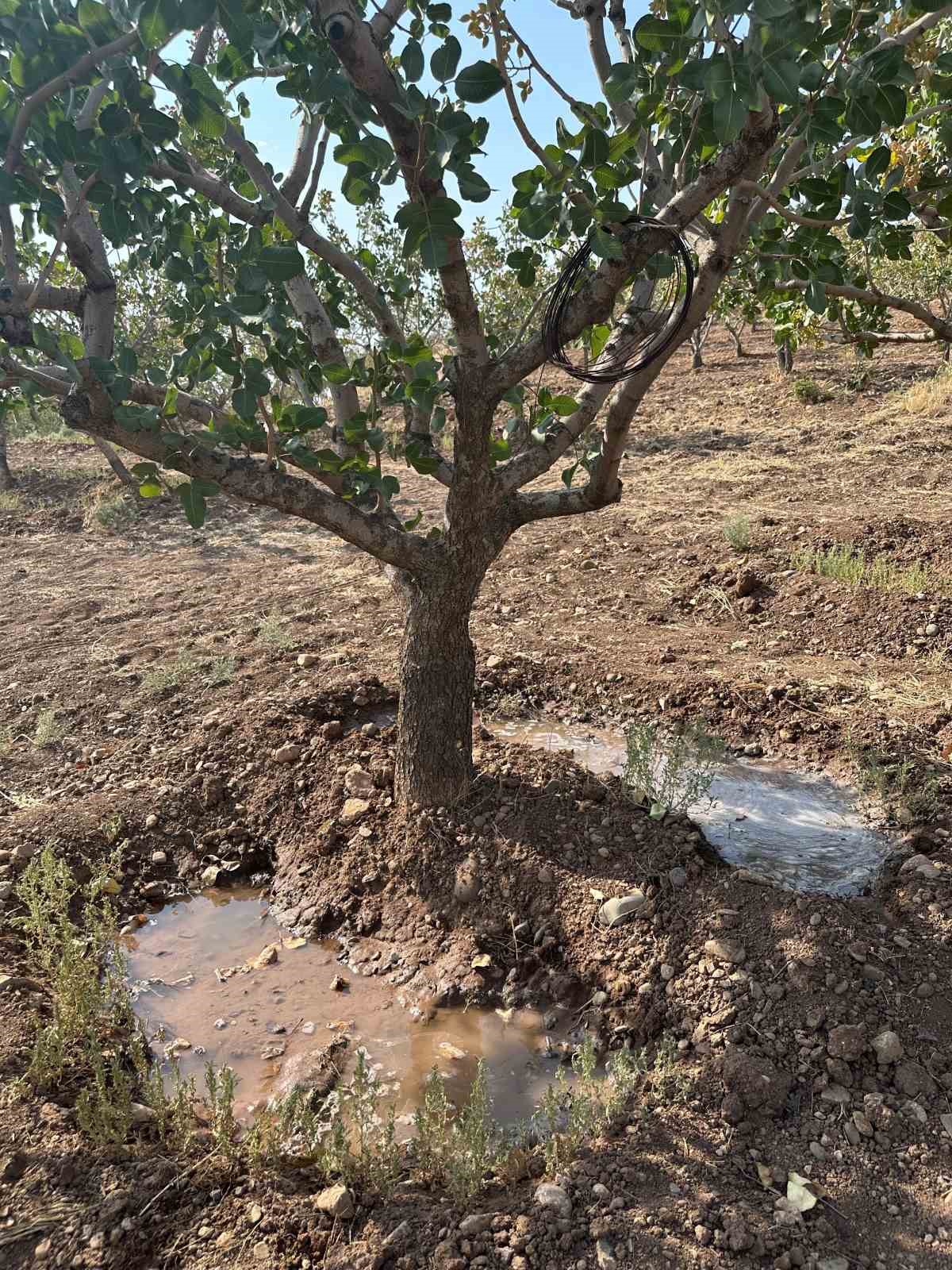 Siirt’te fıstık bahçelerinde aşırı sıcaklık alarmı 
