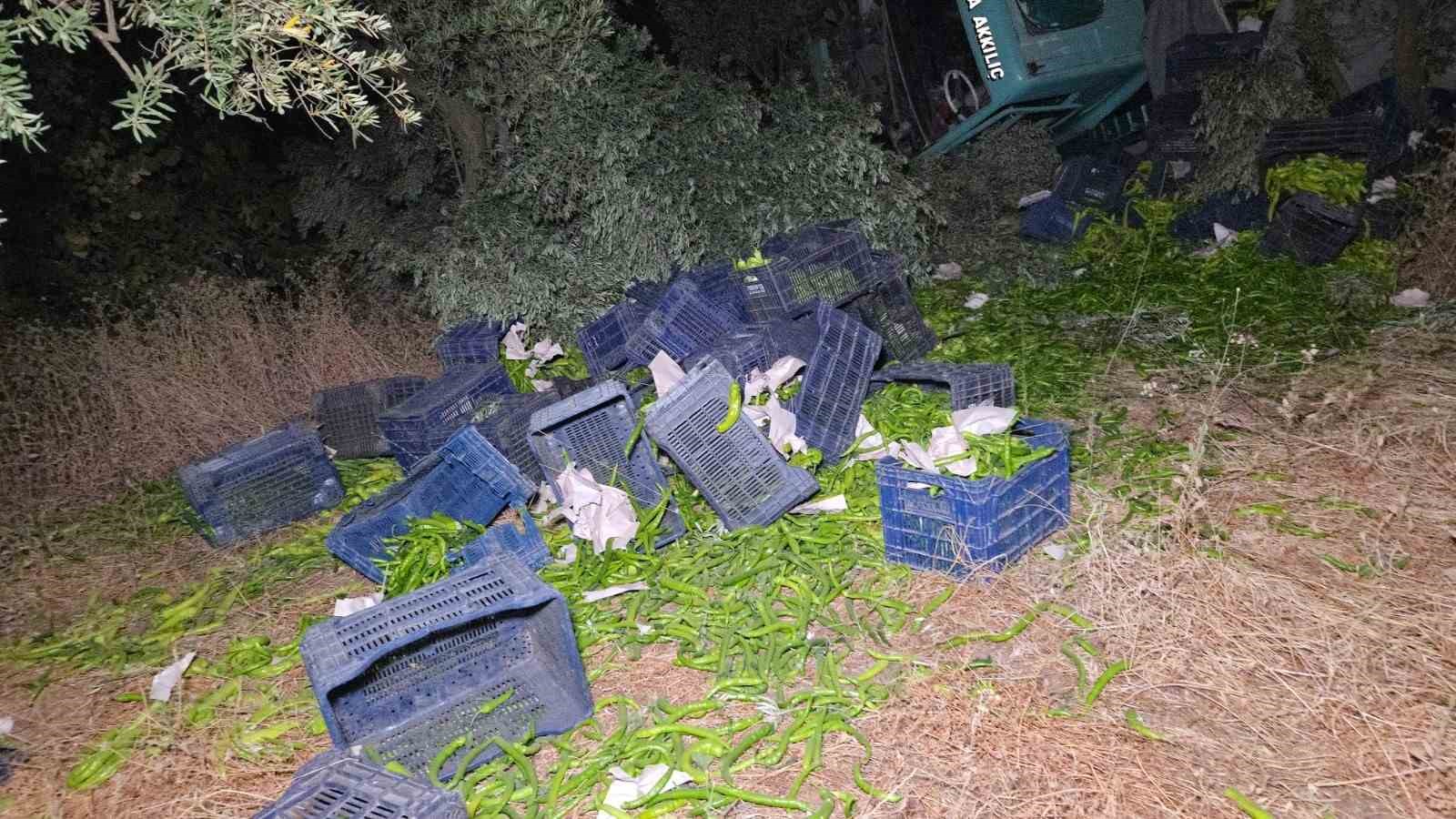 Biber yüklü kamyon zeytinliğe uçtu: 1 yaralı 