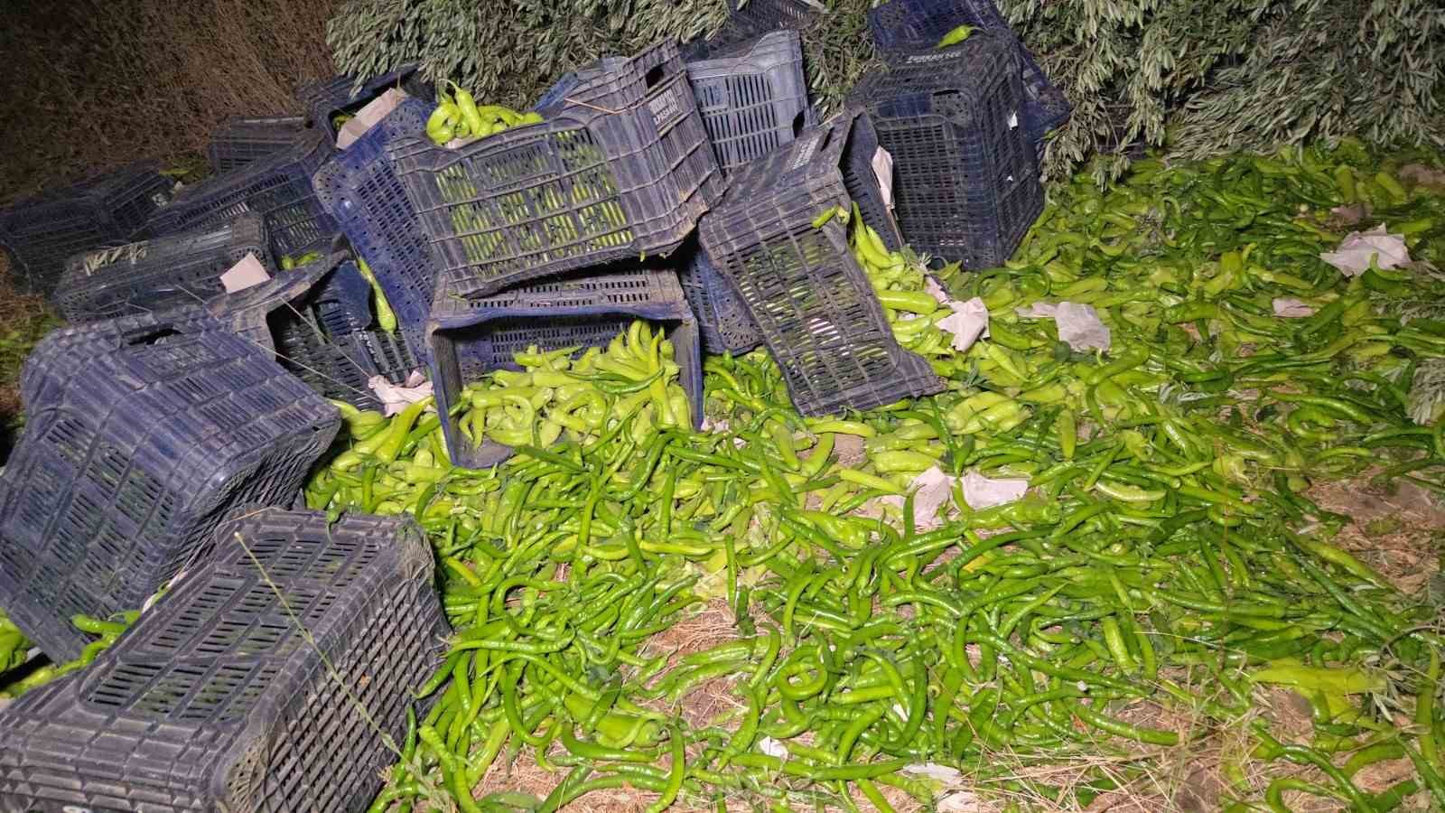 Biber yüklü kamyon zeytinliğe uçtu: 1 yaralı 