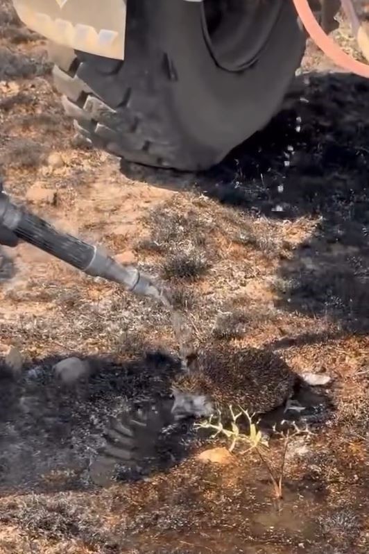 Yangından etkilenen kirpiye elleriyle su verdiler 