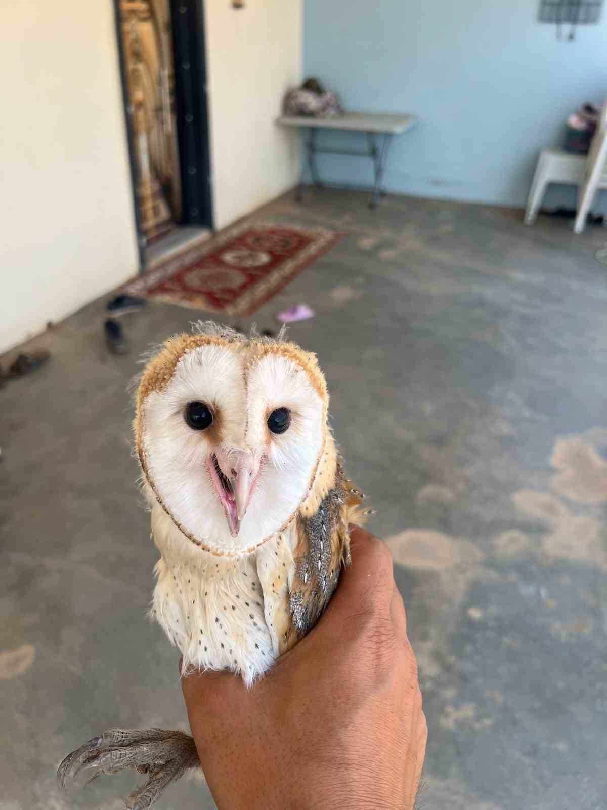 Diyarbakır’da sıcaktan bunalan peçeli baykuş eve sığındı 