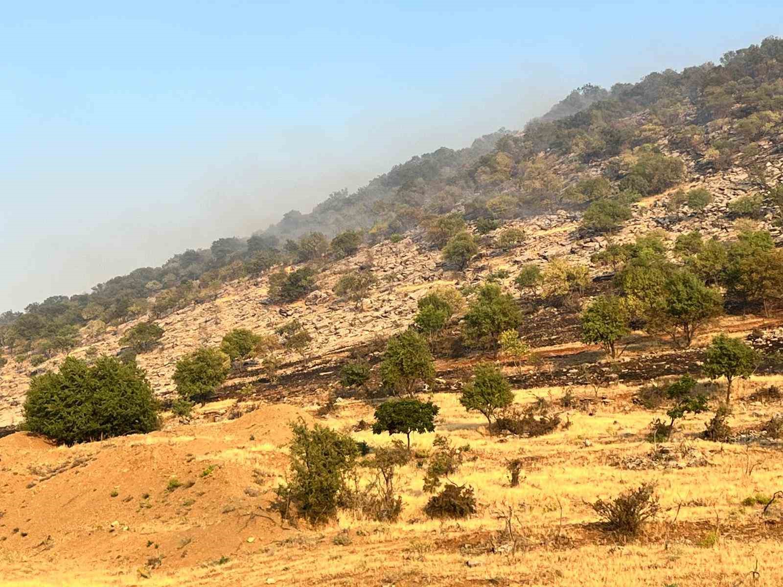 Diyarbakır’da merada başlayan yangın ormanlık alana yayıldı 