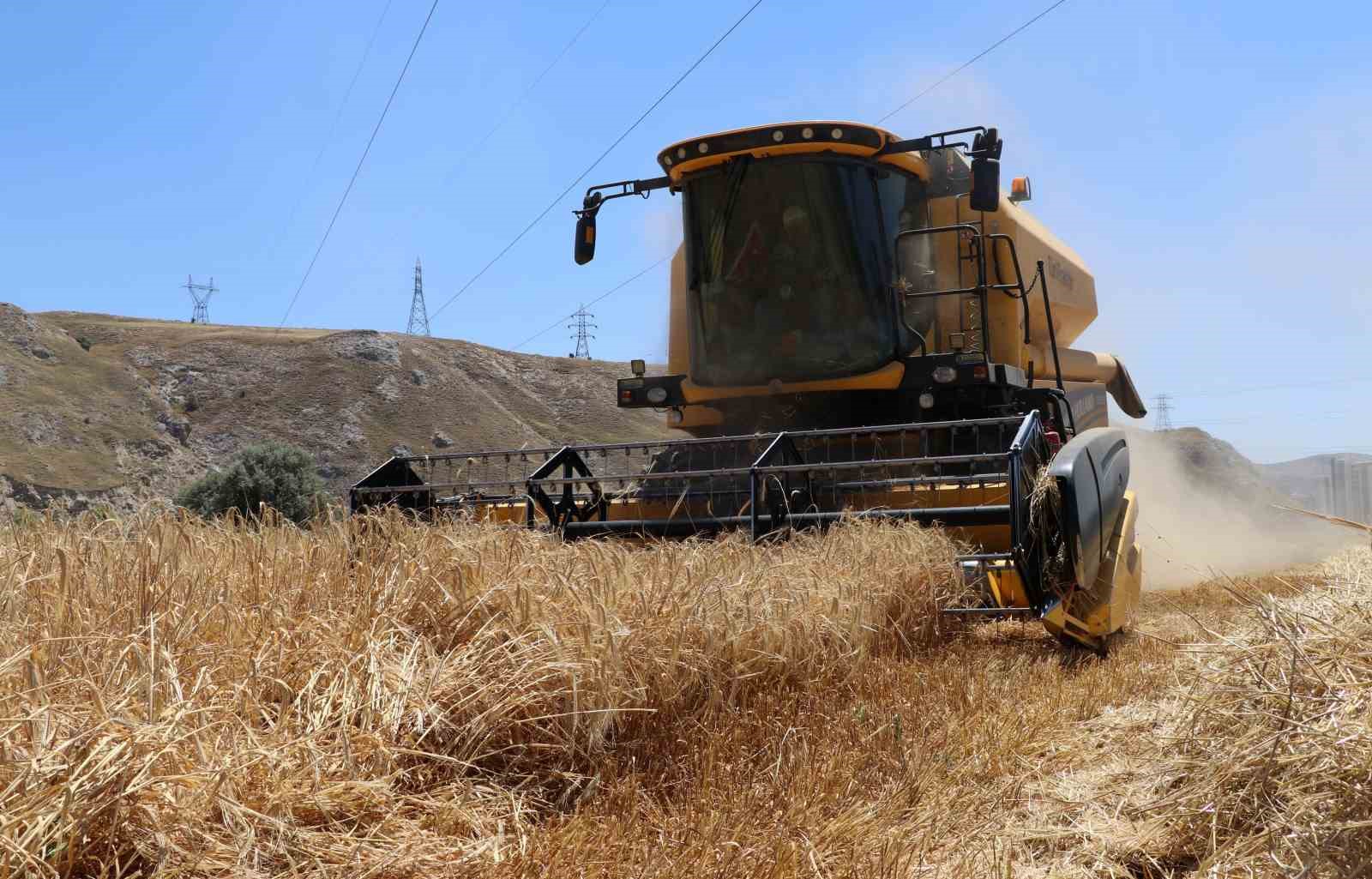 Erzincan’da hasat başladı, çiftçinin yüzü güldü 