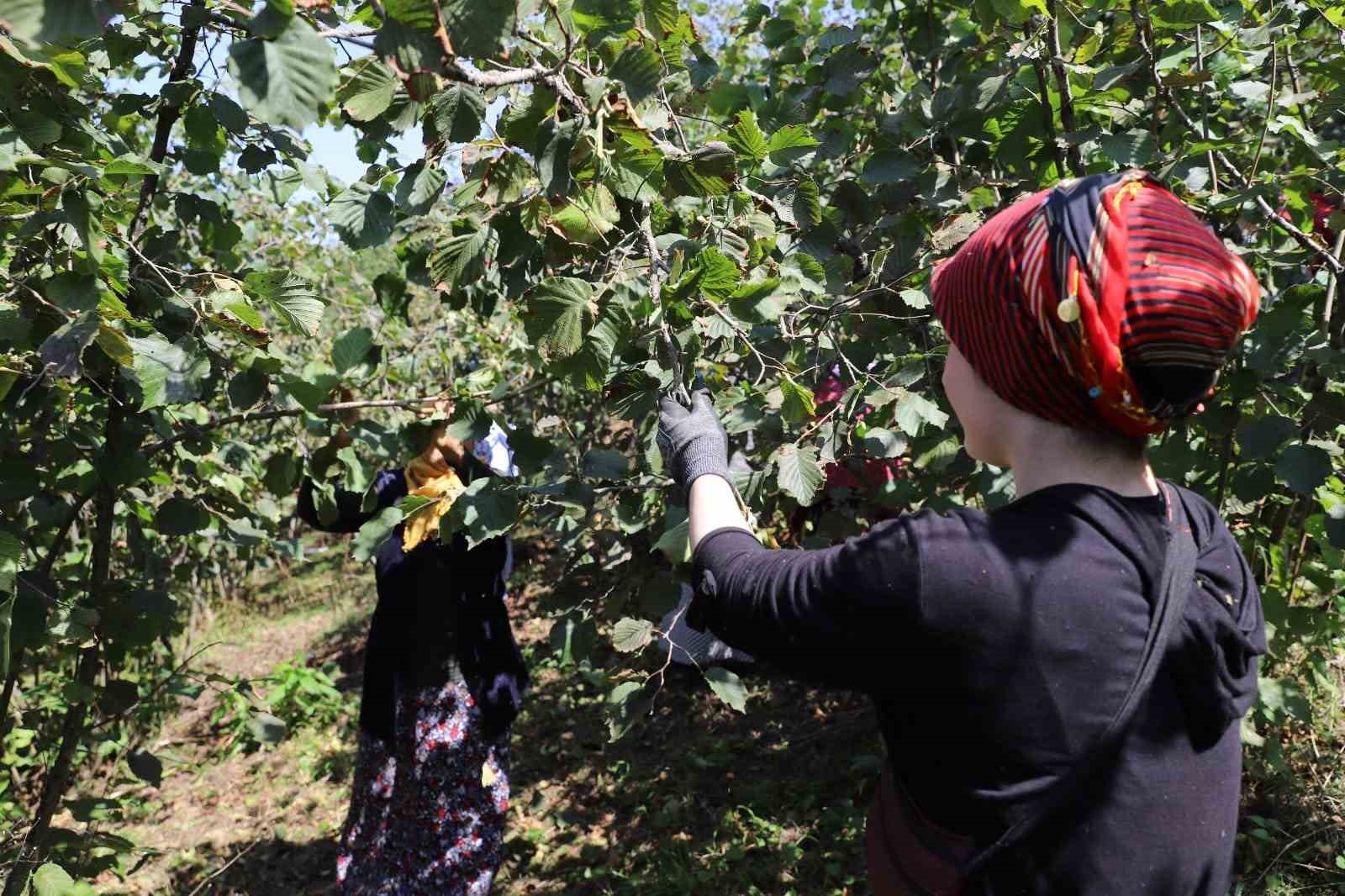 Ordu’da fındık toplamaya rekor başvuru 