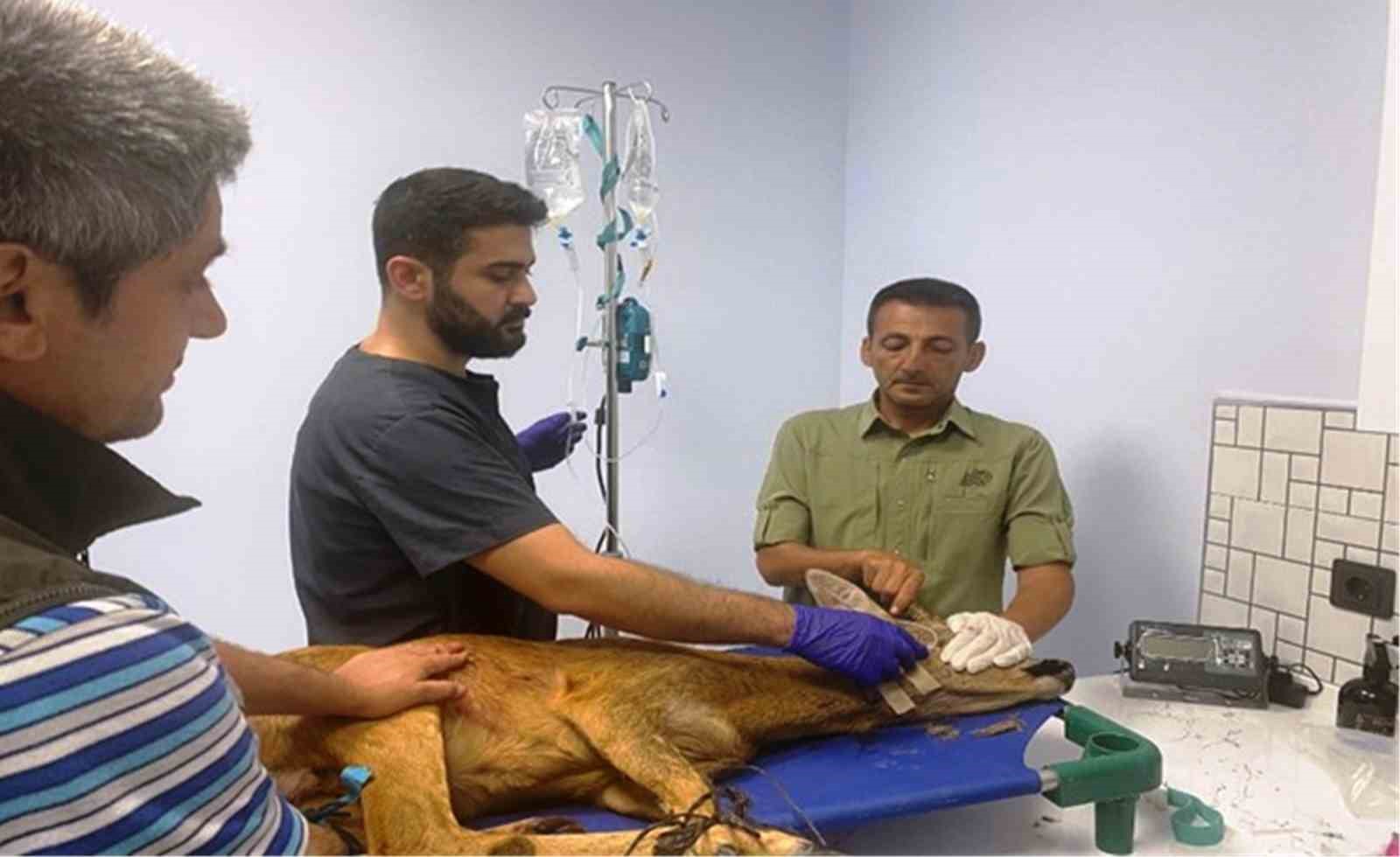 3 yılda 20 bin sülün doğaya salındı 