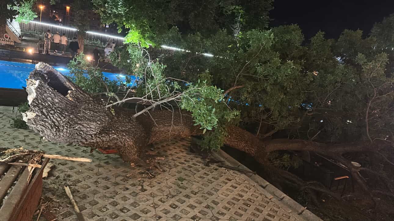 Asırlık çınar ağacının kopan dalı 4 kişiyi yaraladı 