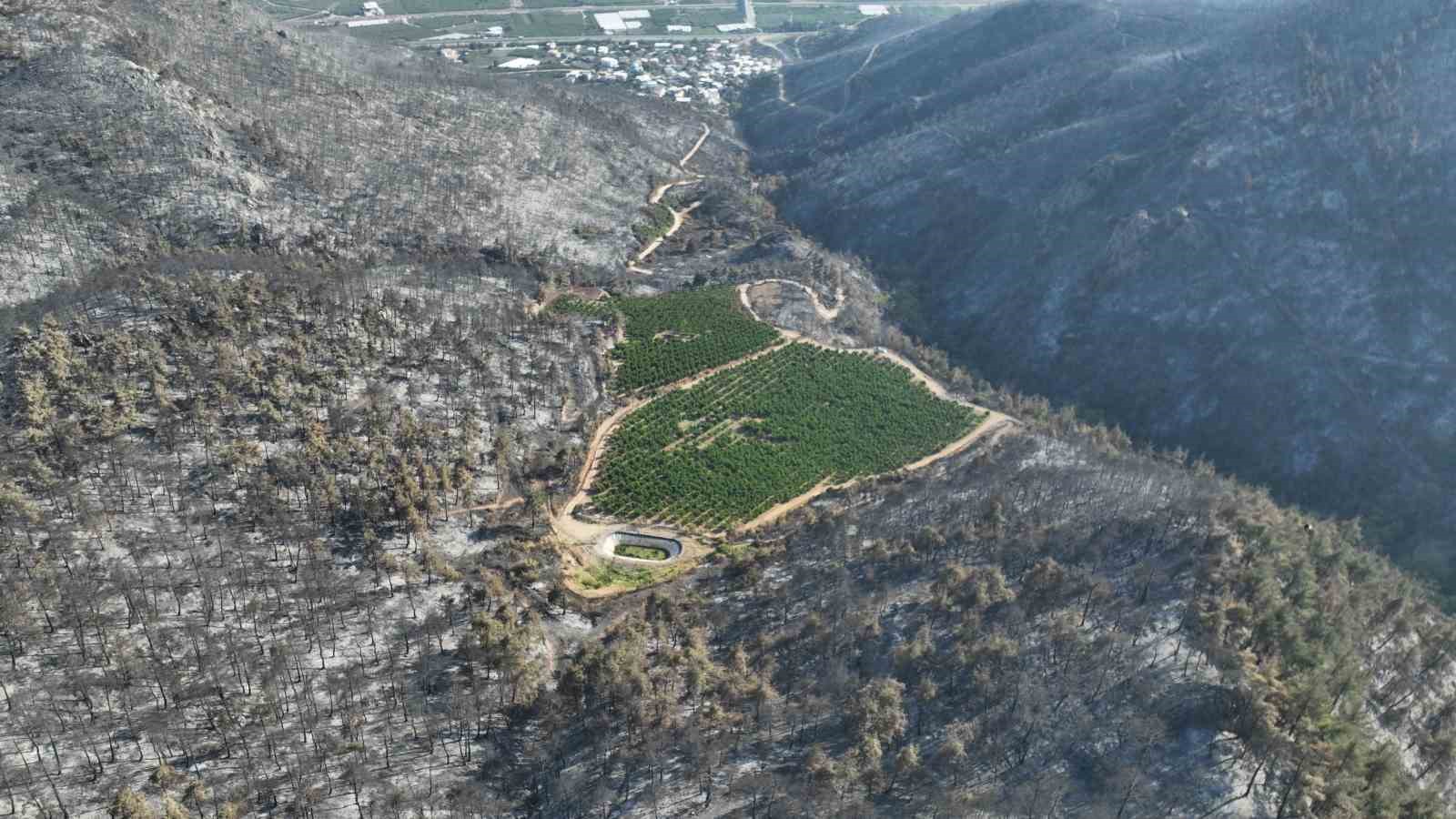 Türkiye’nin yüreğini yakan yangında yüzleri gülümseten görüntü 