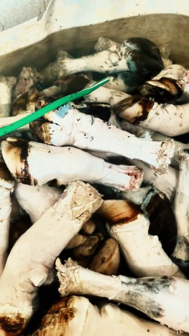 Adana’da binlerce kilo paça ele geçirildi 