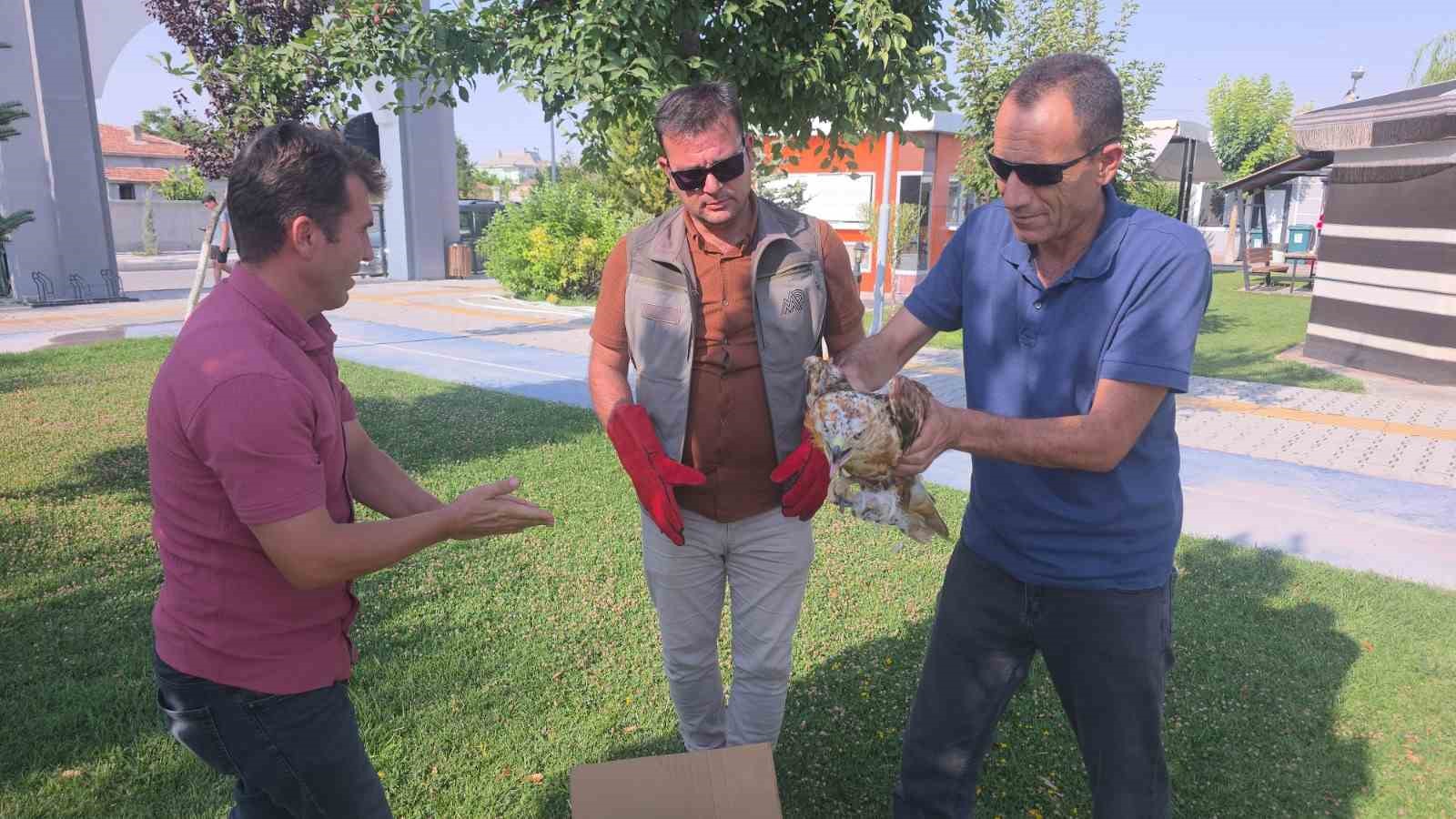 Aksaray’da yaralı kızıl şahin bulundu 