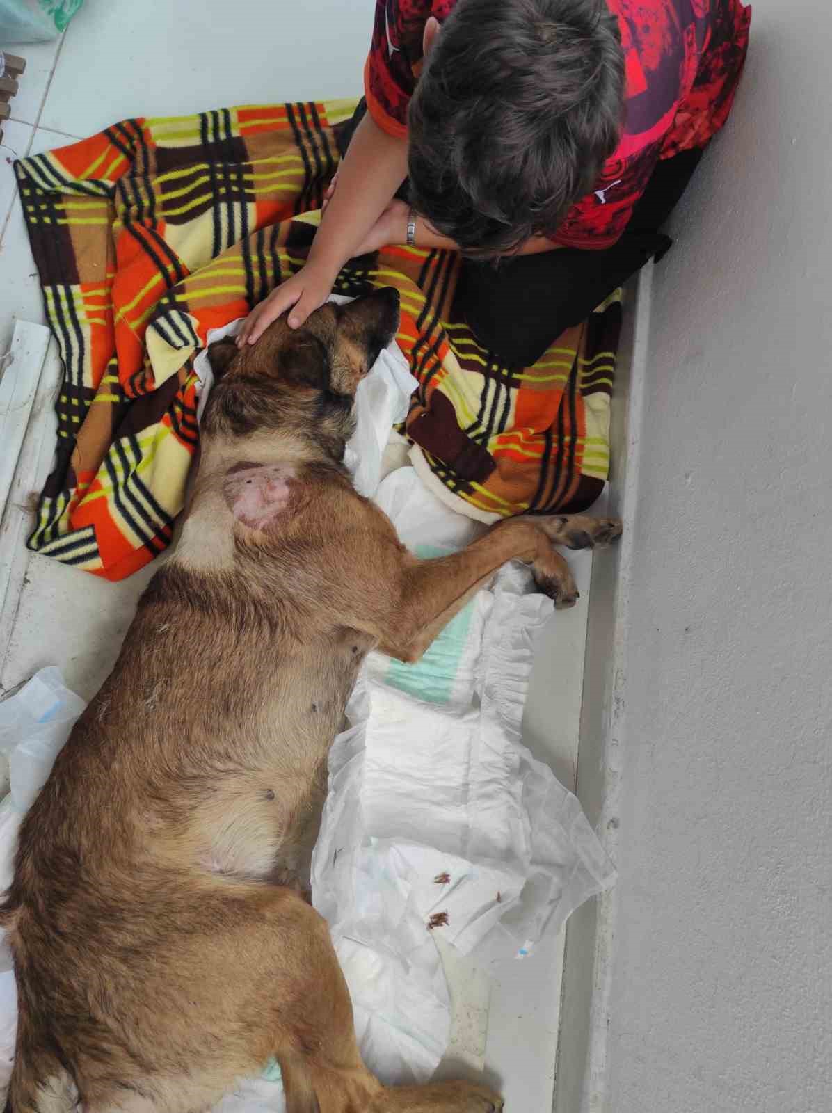 Köpeği önce aracıyla ezmeye çalıştı ardından tüfekle vurarak felç bıraktı 