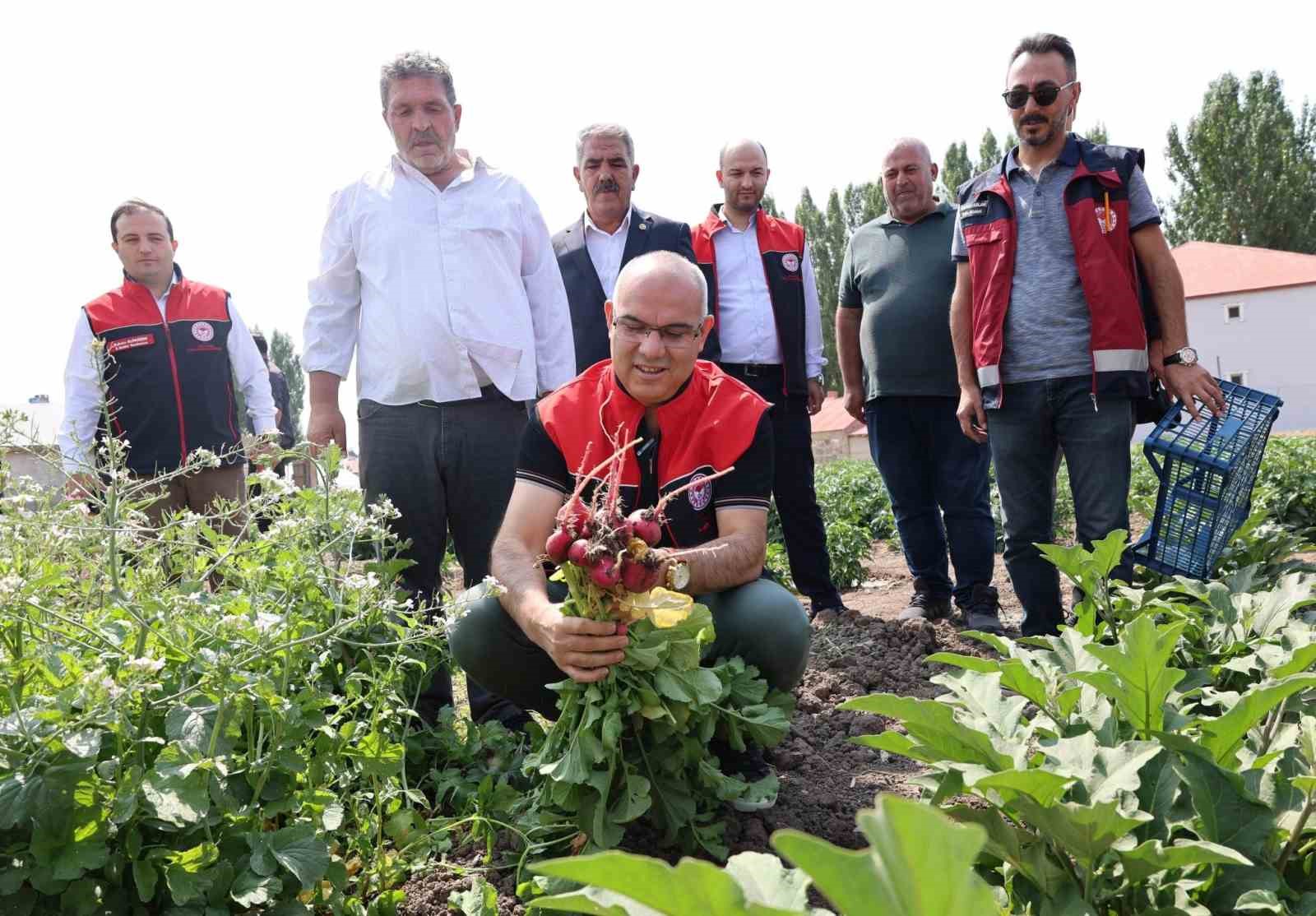 Ağrı’da hibeli sebze üretimi meyvesini verdi, hedef 14 bin ton verim 