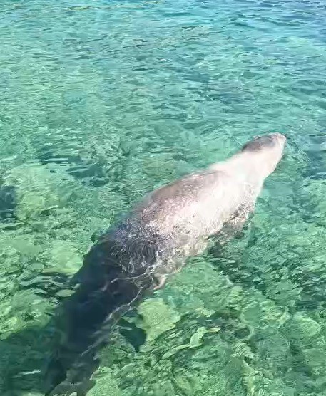 Marmaris Çiftlik Koyu’nun sevimli misafiri Fok Balığı 