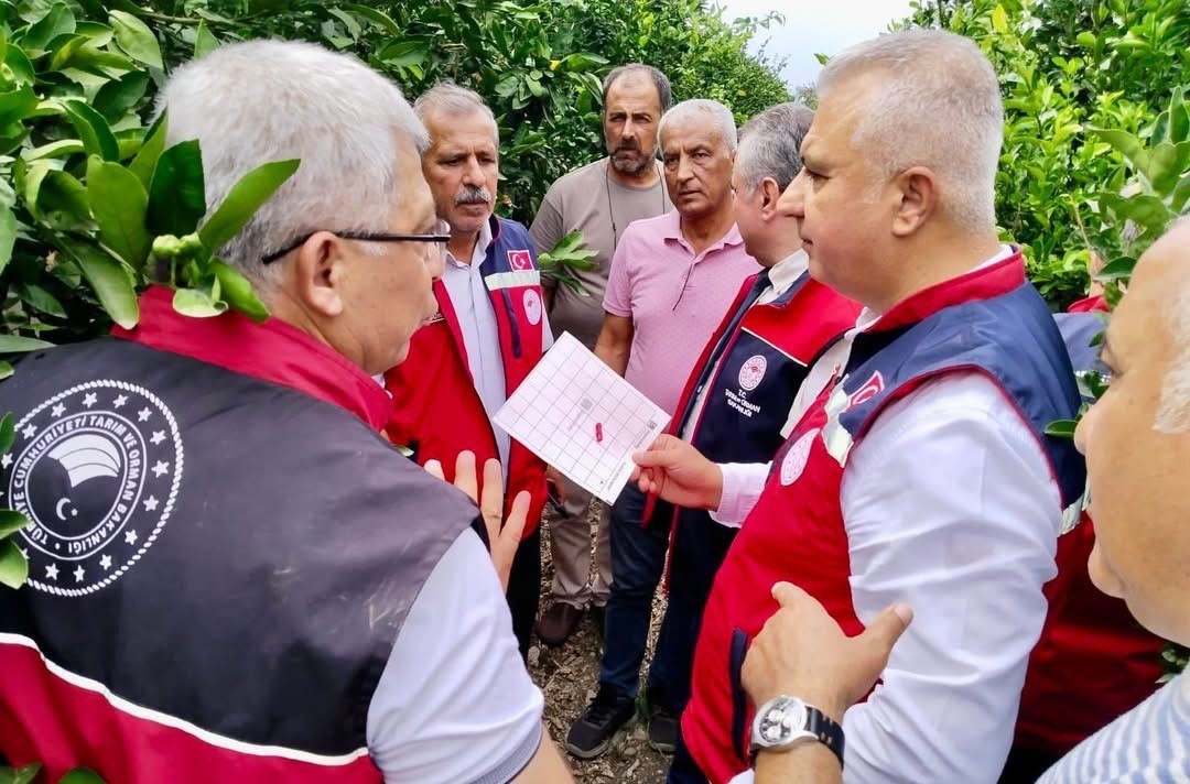Hatay’da narenciye bahçeleri zararlı organizmalara karşı incelendi 