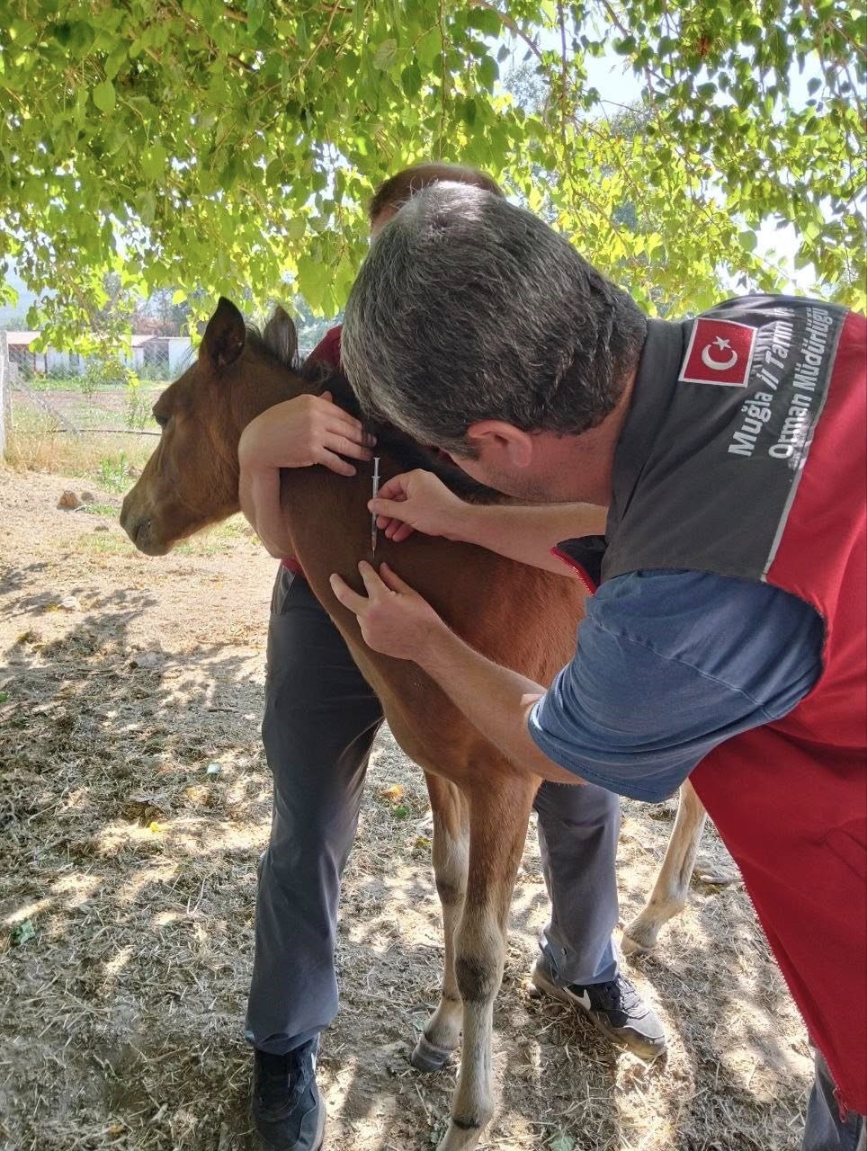 Rahvan atlarına sağlık taraması 