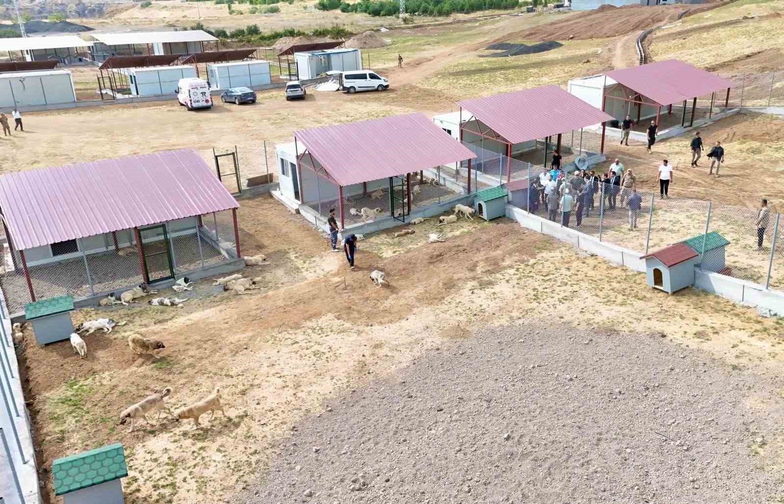 Bitlis’teki hayvan barınağı ve doğal yaşam alanı çalışmaları 