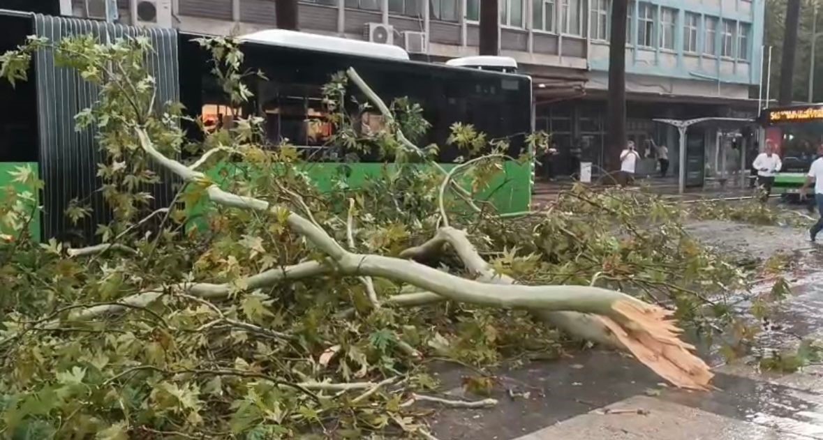 Üzerine ağaç devrilen belediye otobüsünde can pazarı 