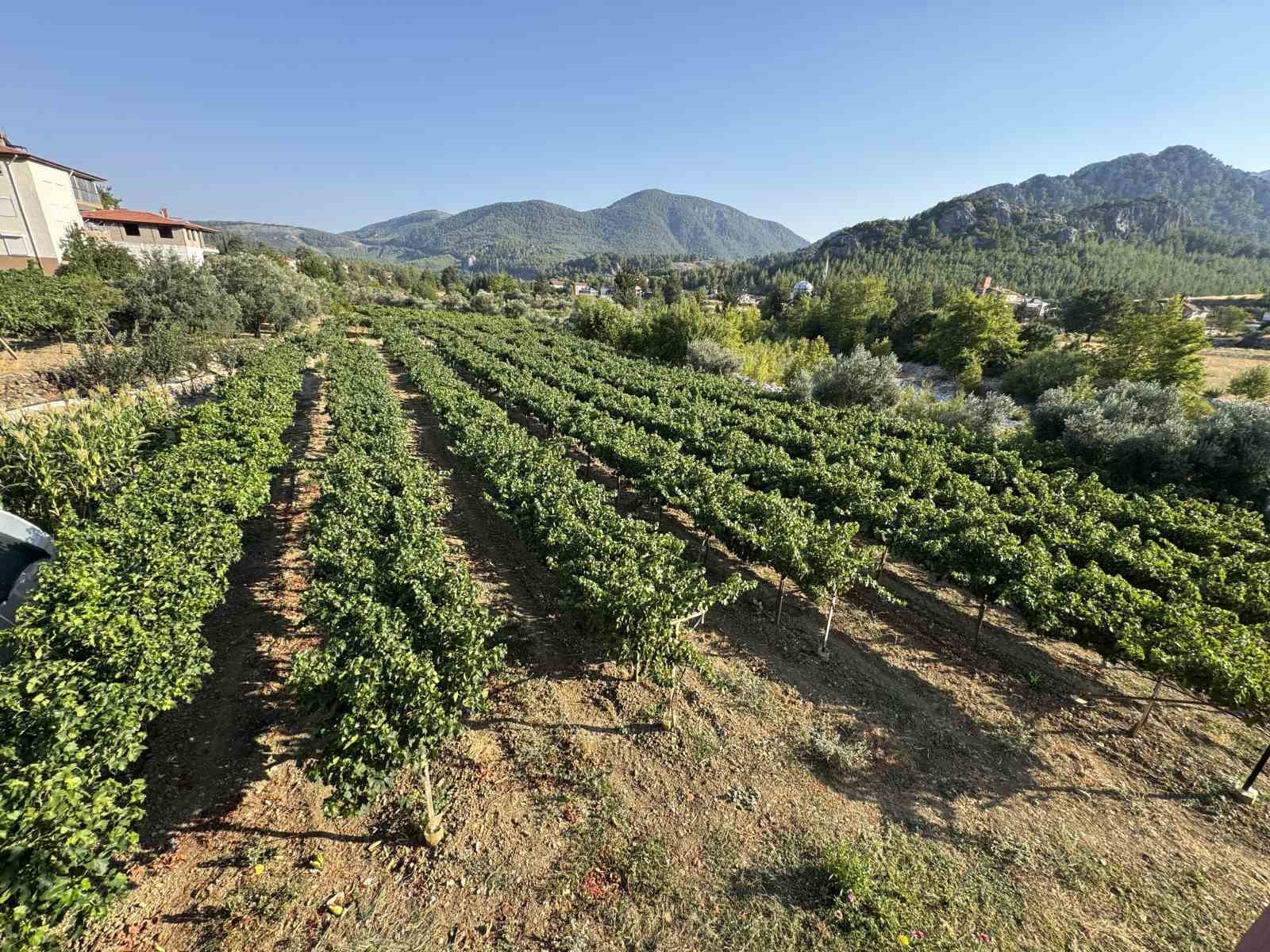 Antalya’da üzümde bu yıl yüzde 25 rekolte bekleniyor 