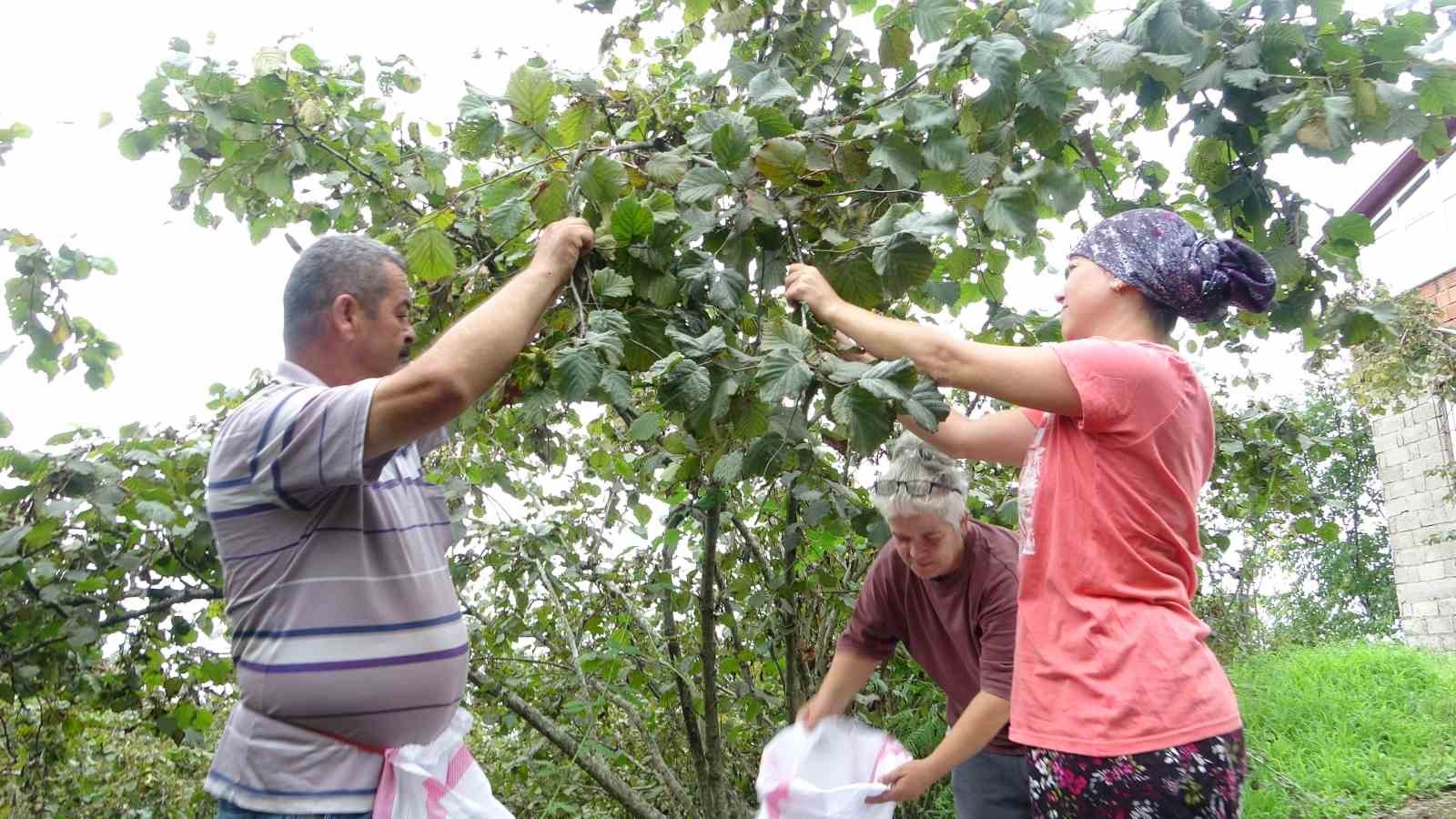 Giresun’da fındık hasadı başladı 